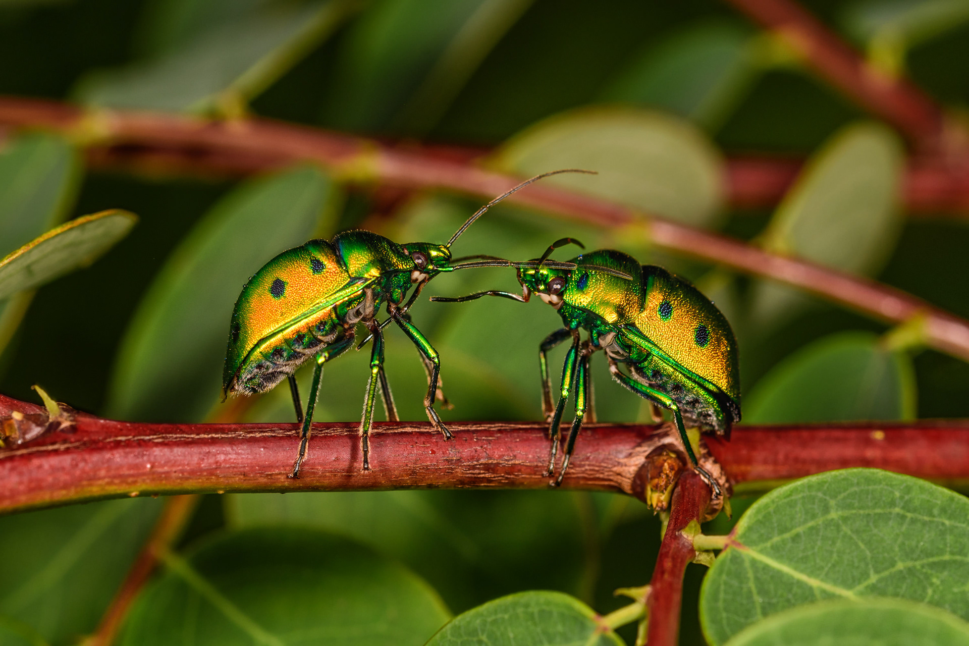 Jewel Bug