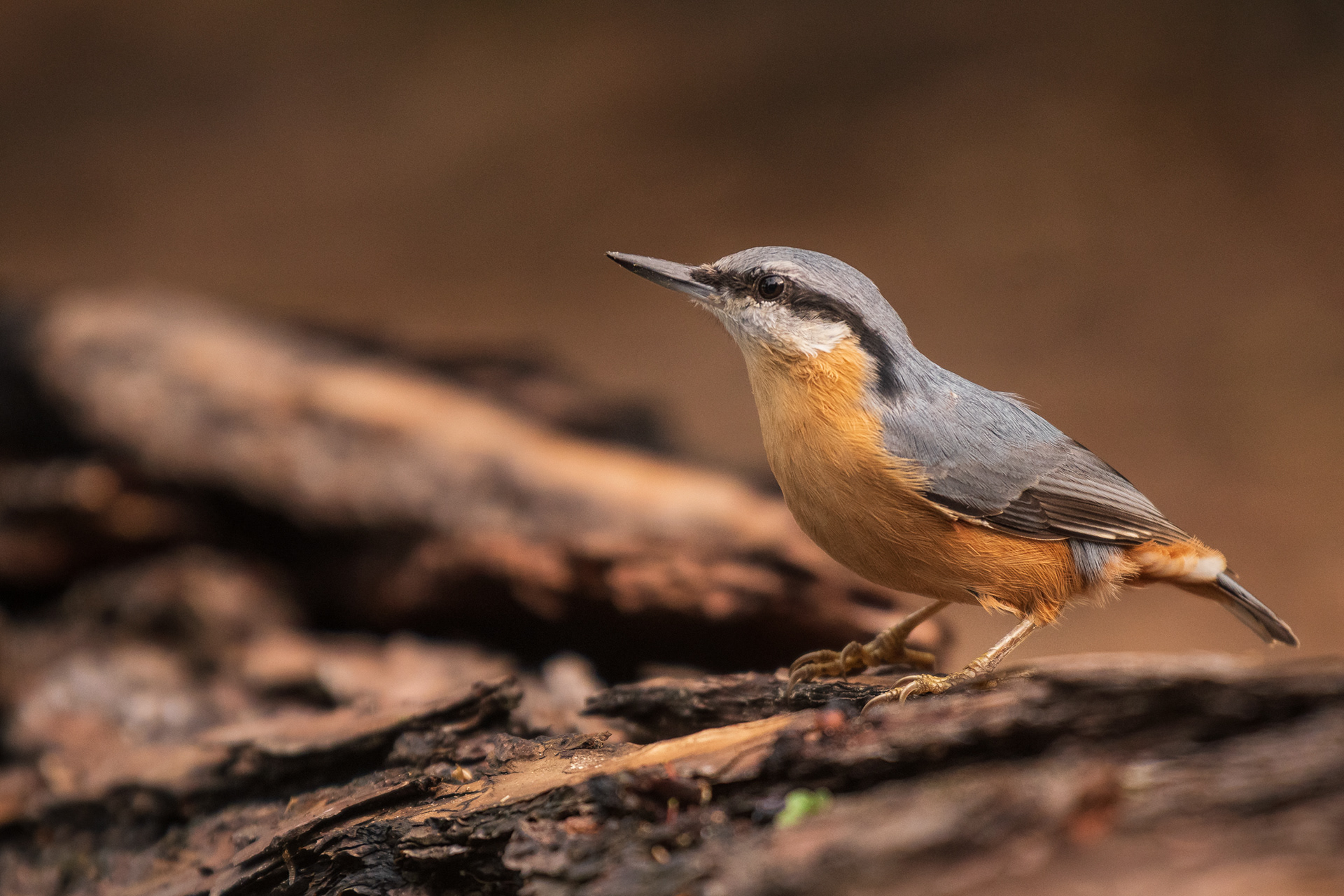 Eurasian Nuthatch