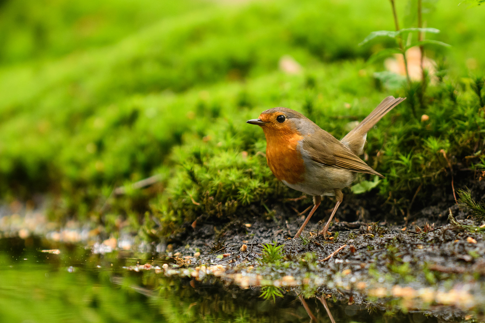 European Robin