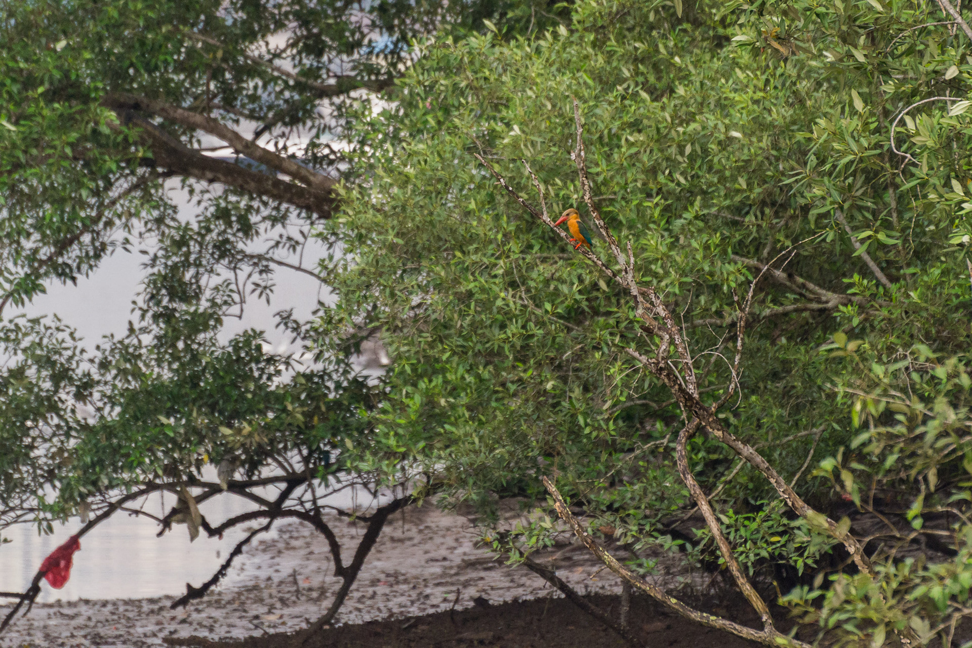A Stork-billed Kingfisher, unfortunately I didn't manage to get this one up close. One day...