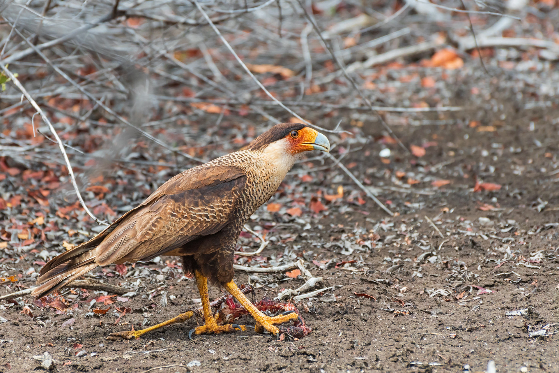 Northern Crested Caracara