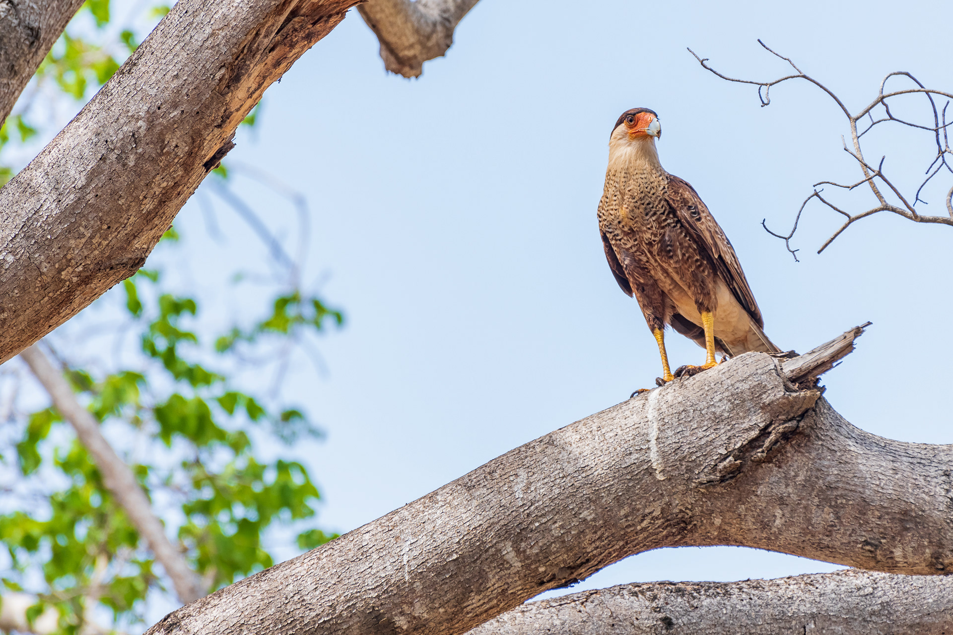 Northern Crested Caracara
