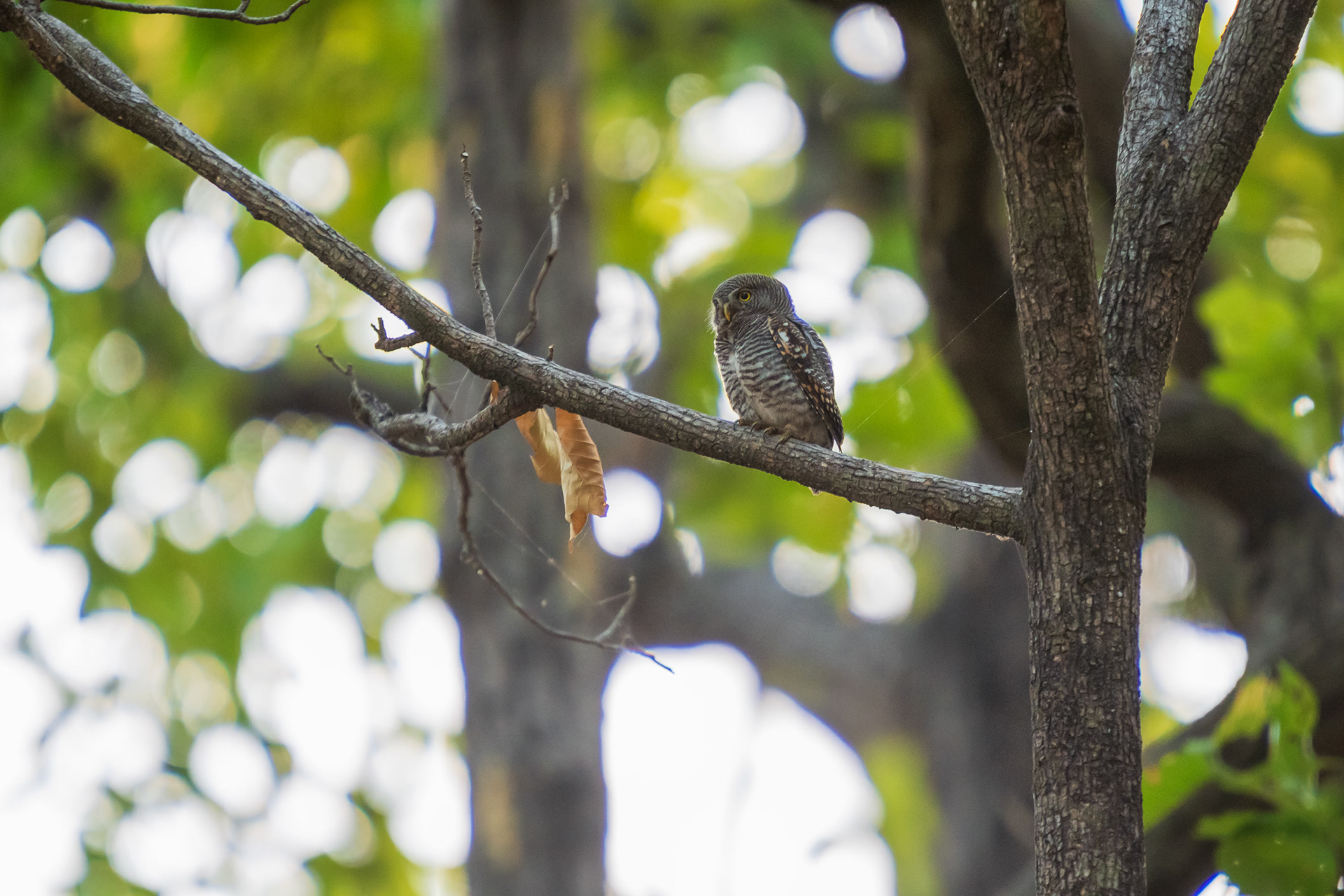 Jungle Owlet