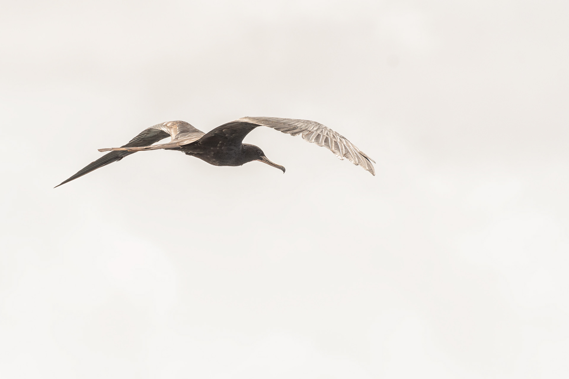 Magnificent frigatebird