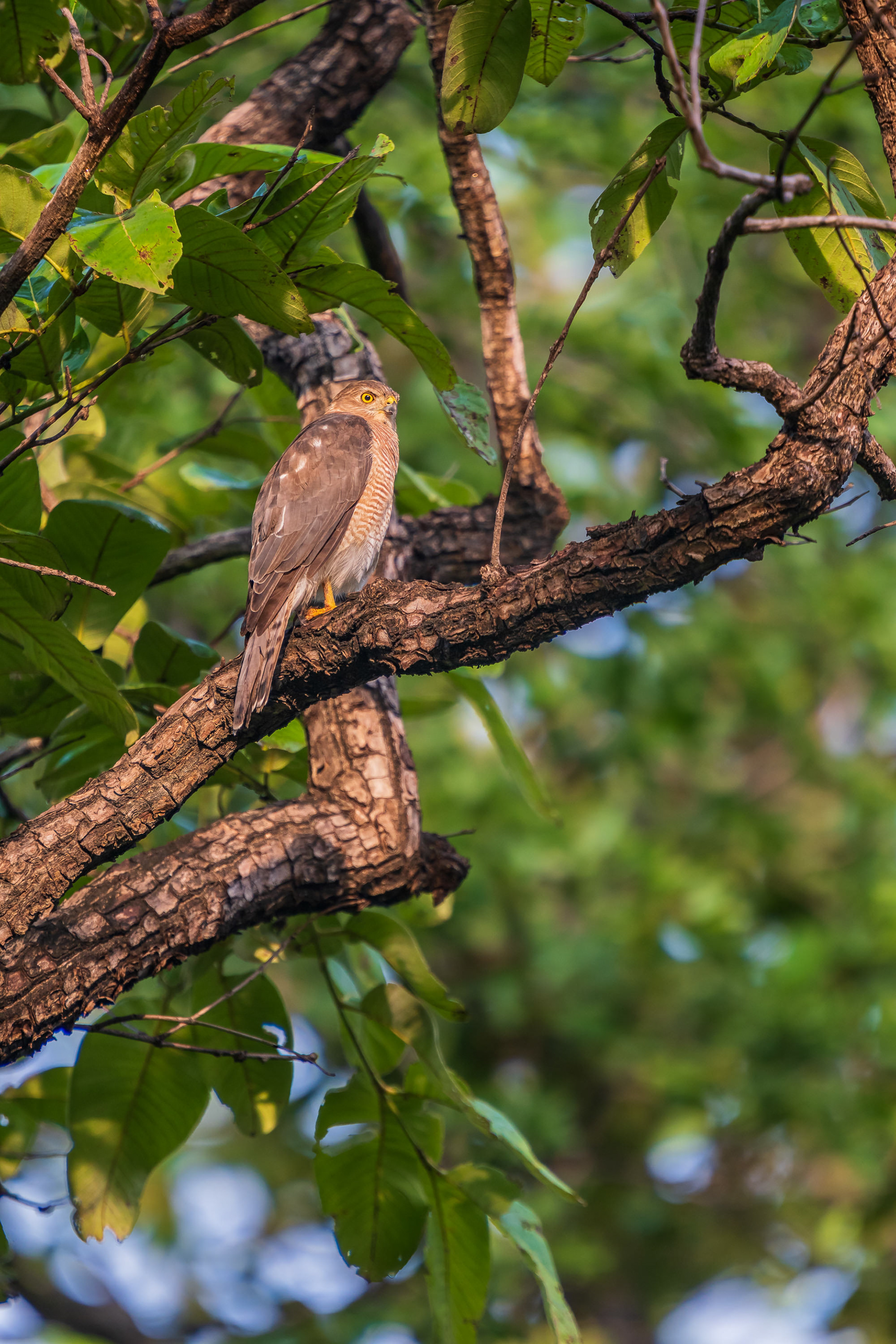 Shikra