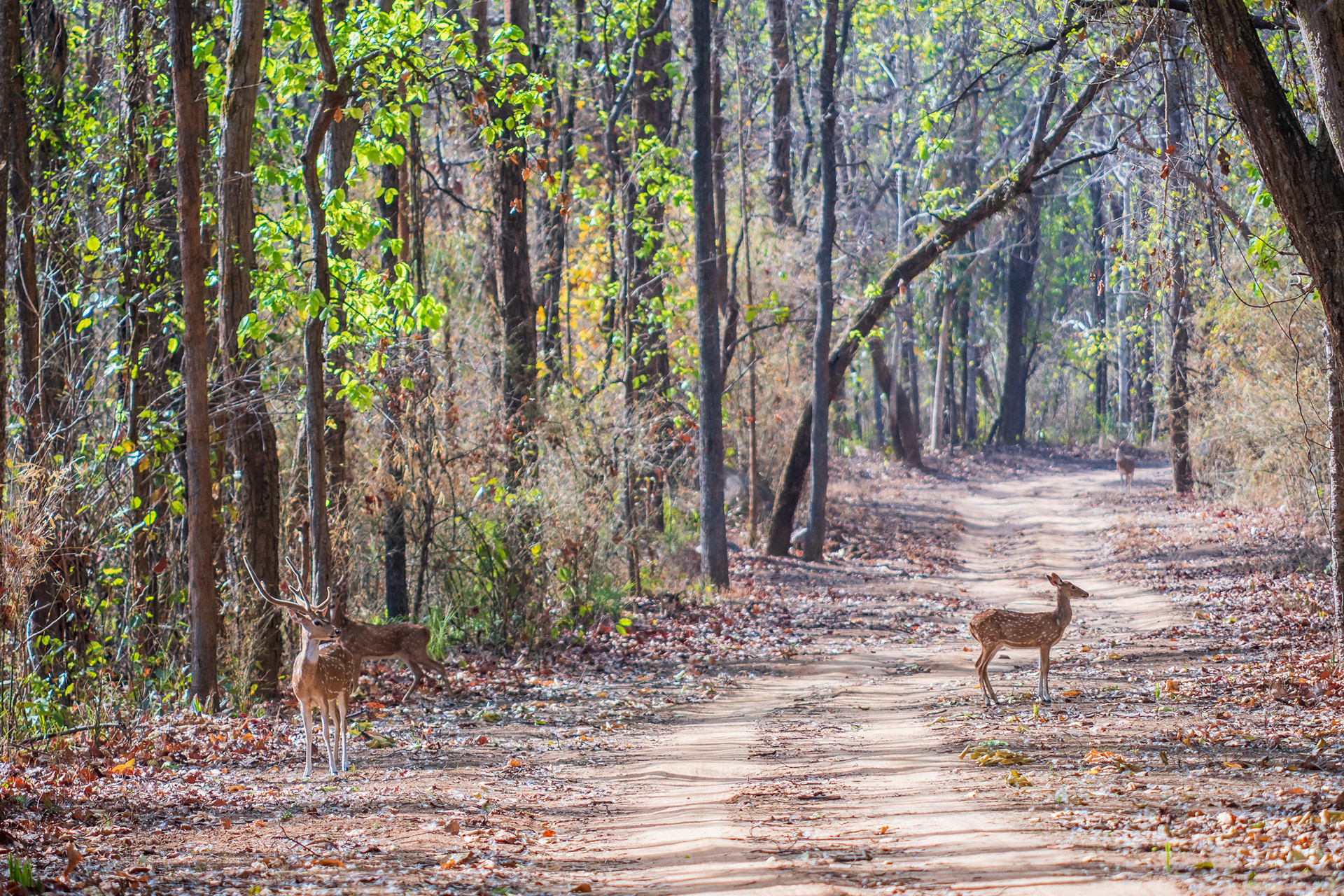 Chital