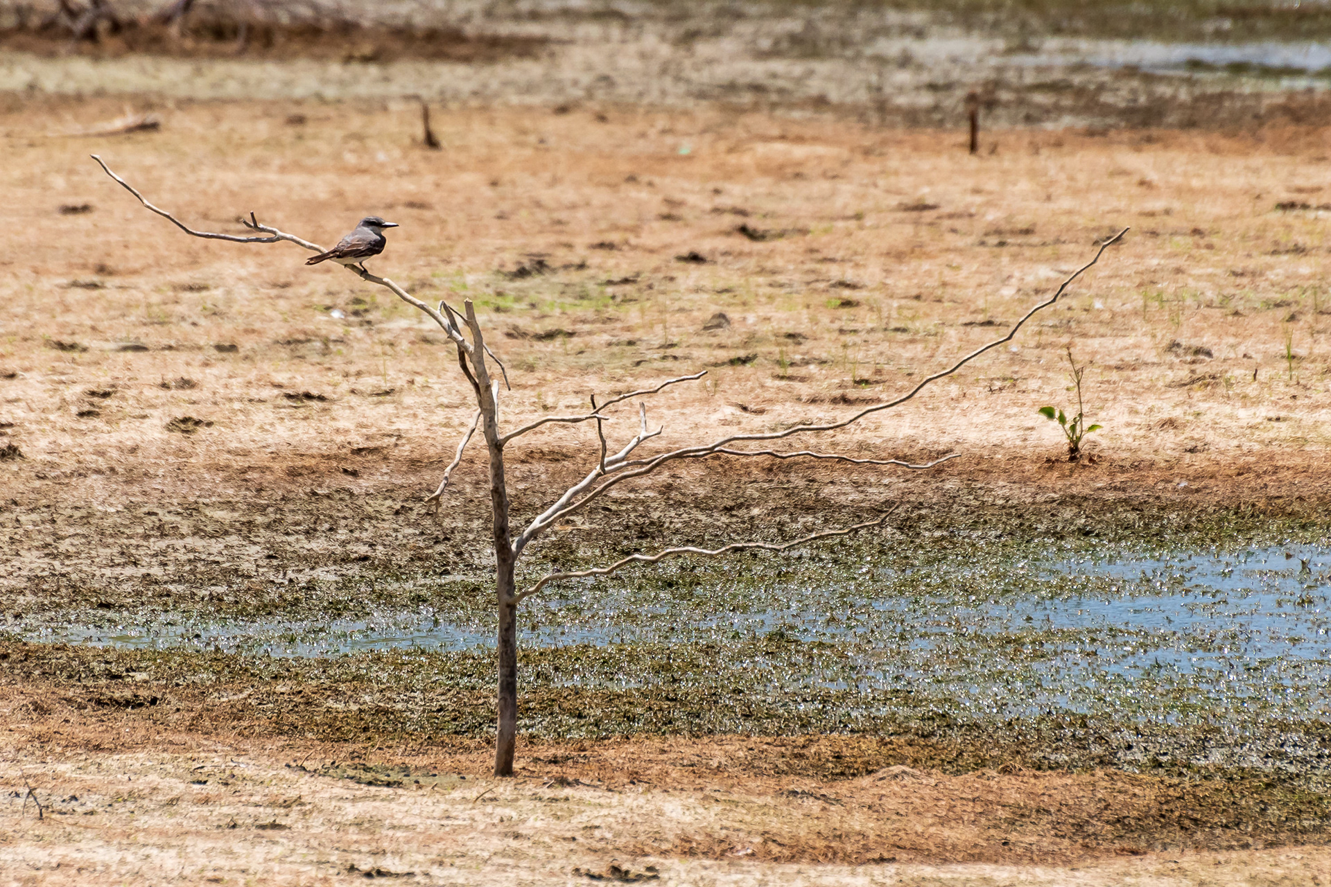 Gray Kingbird