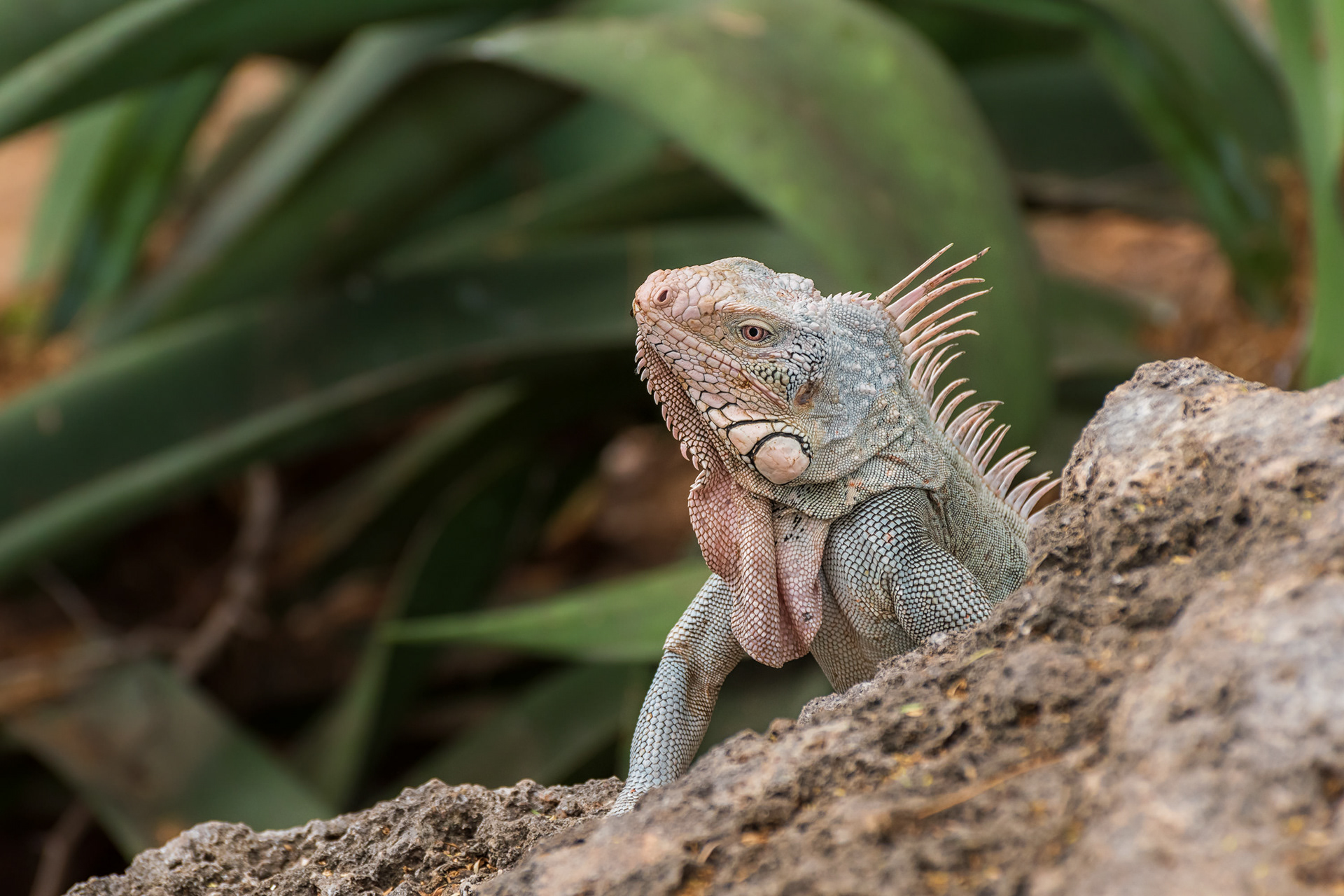 Green Iguana