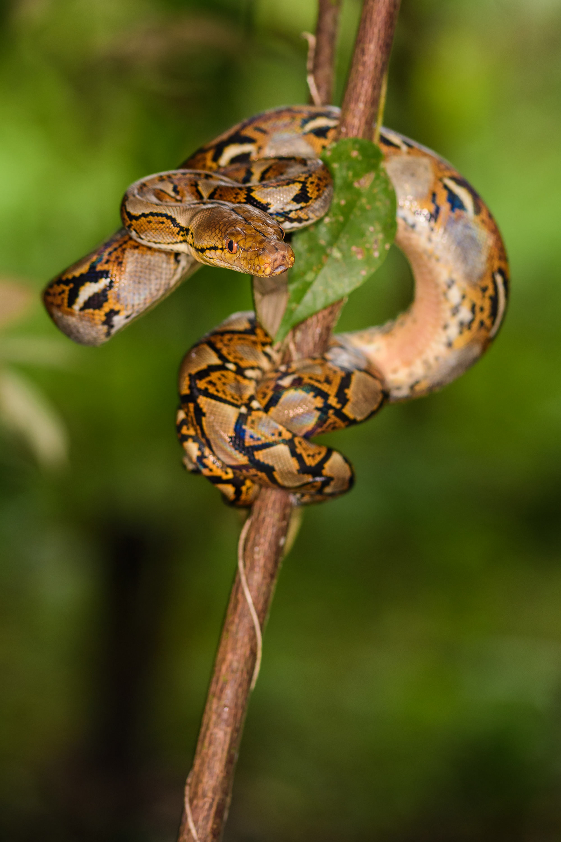 Reticulated Python
