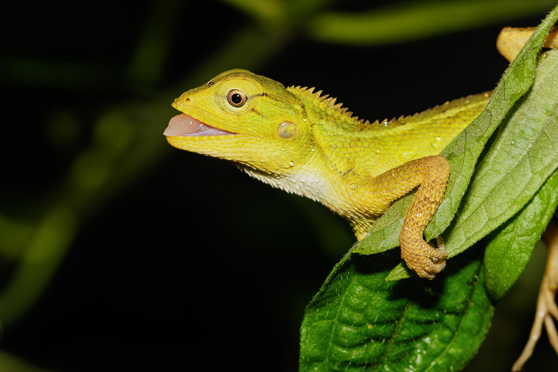 Common Green Forest Lizard
