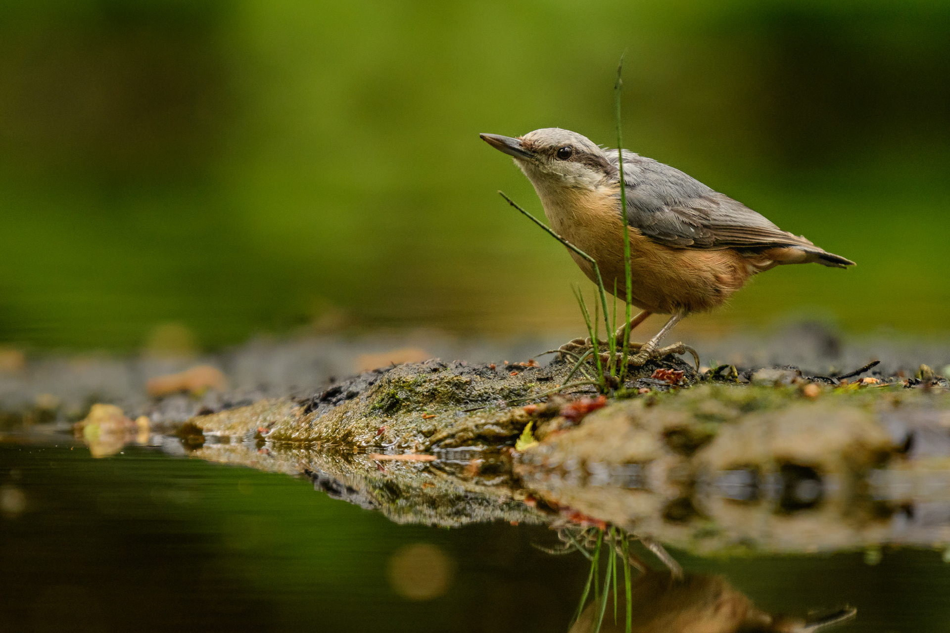 Eurasian Nuthatch