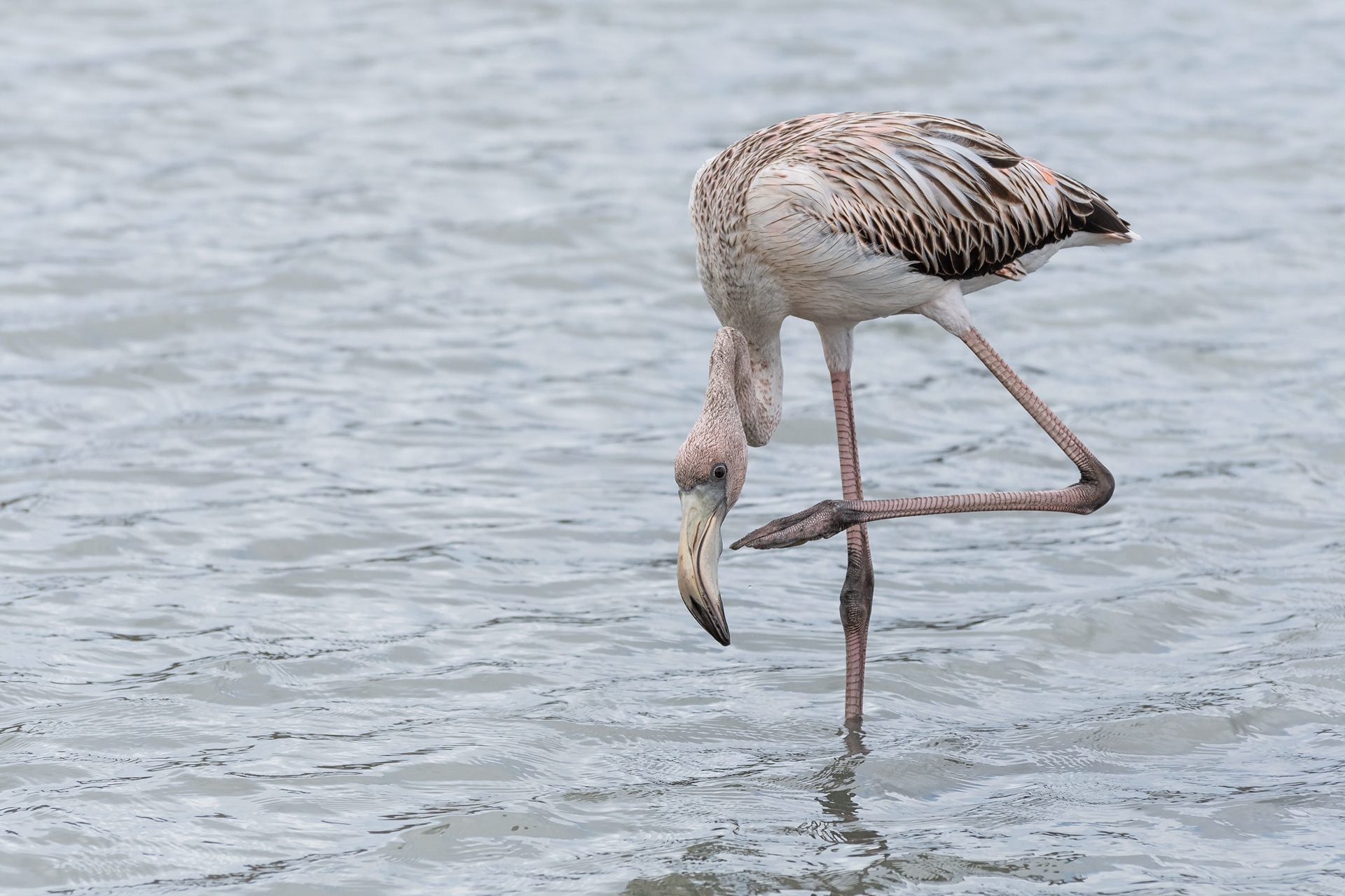American Flamingo
