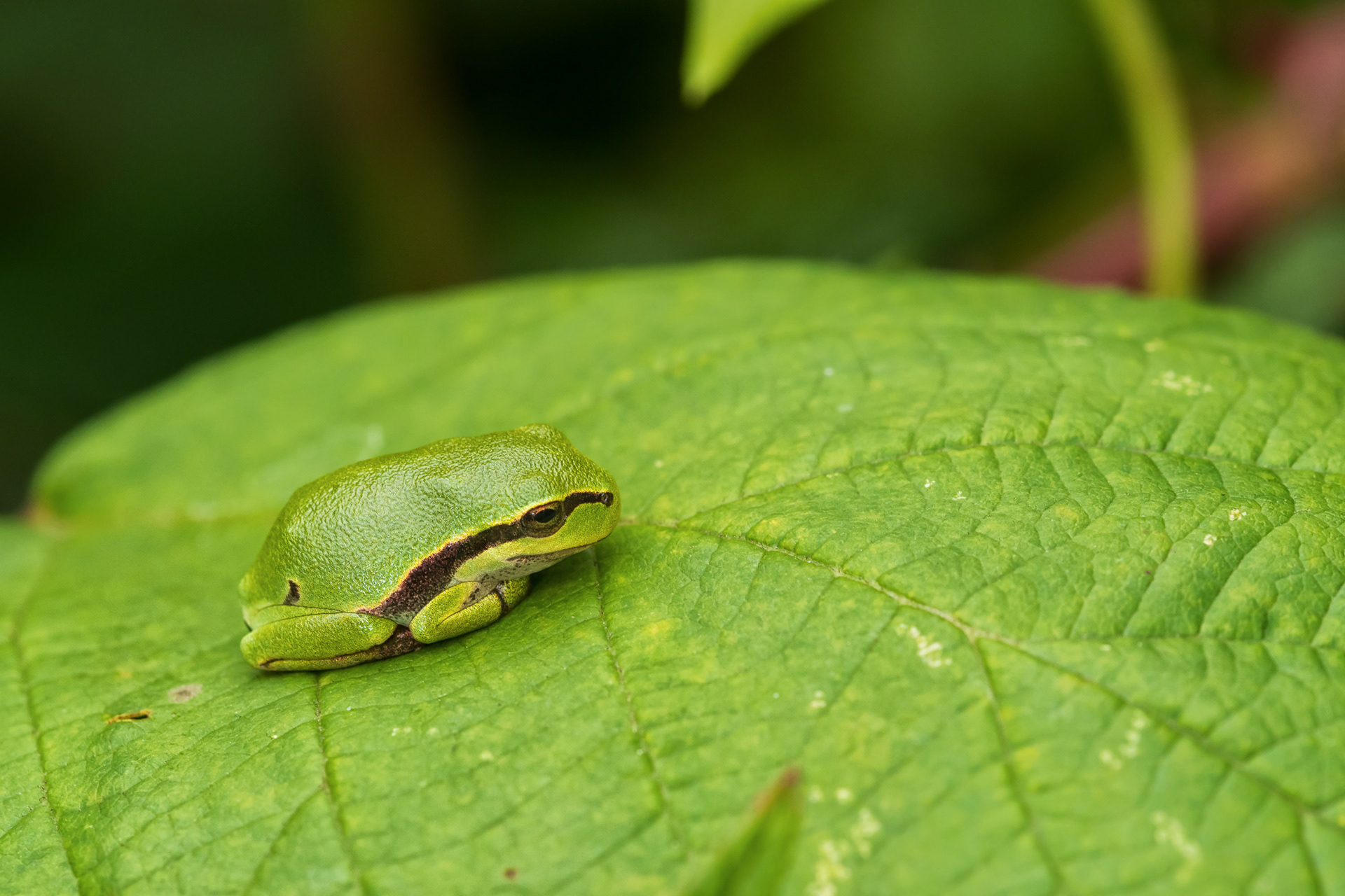 Juvenile tree frog