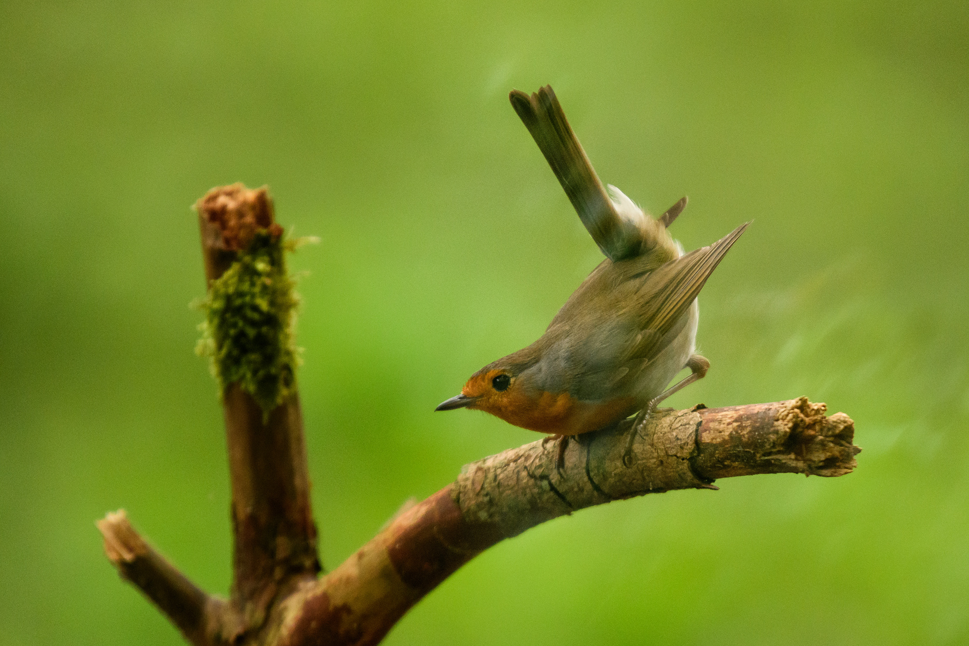 European Robin