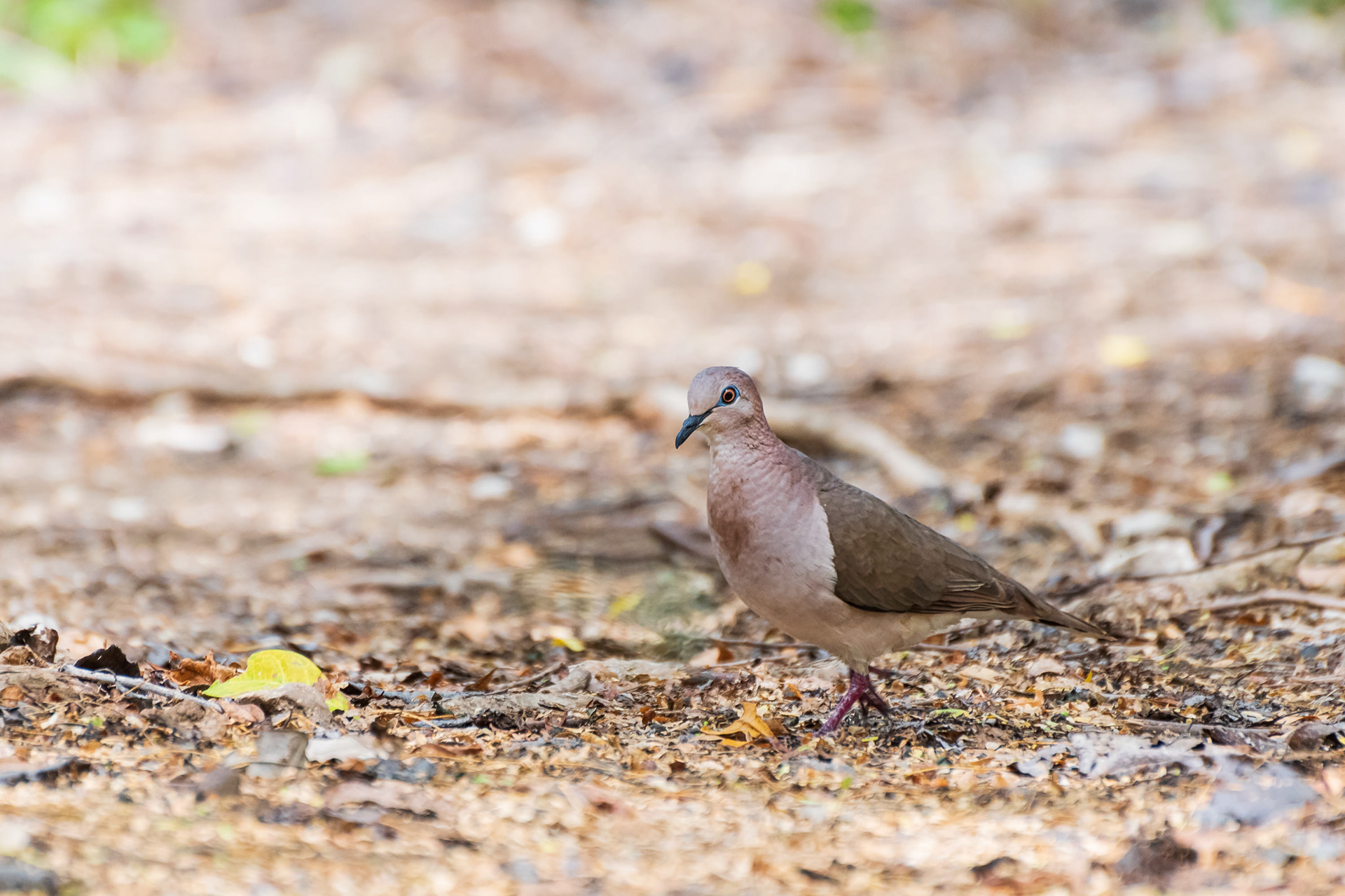 Bare-Eyed Pigeon