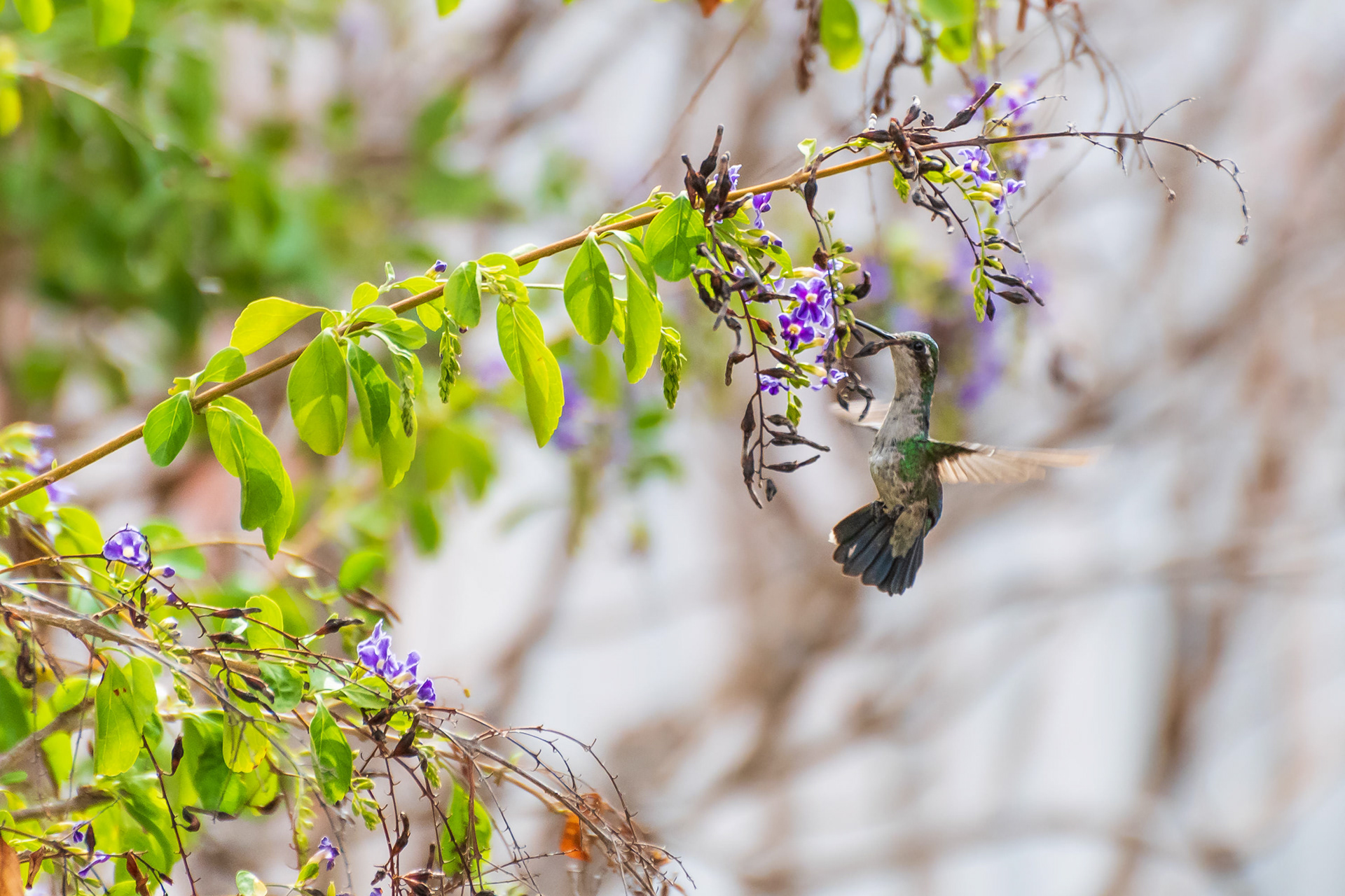 Blue-Tailed Emerald (Hummingbird)