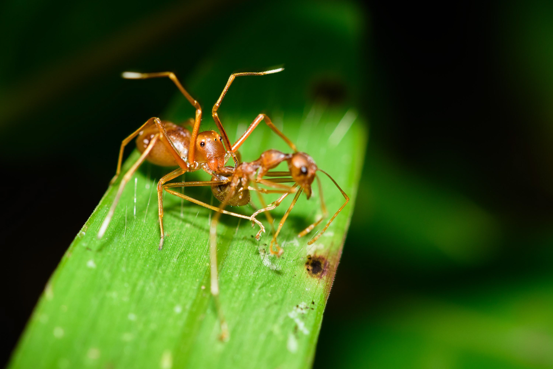 Ant-mimic Crab Spider