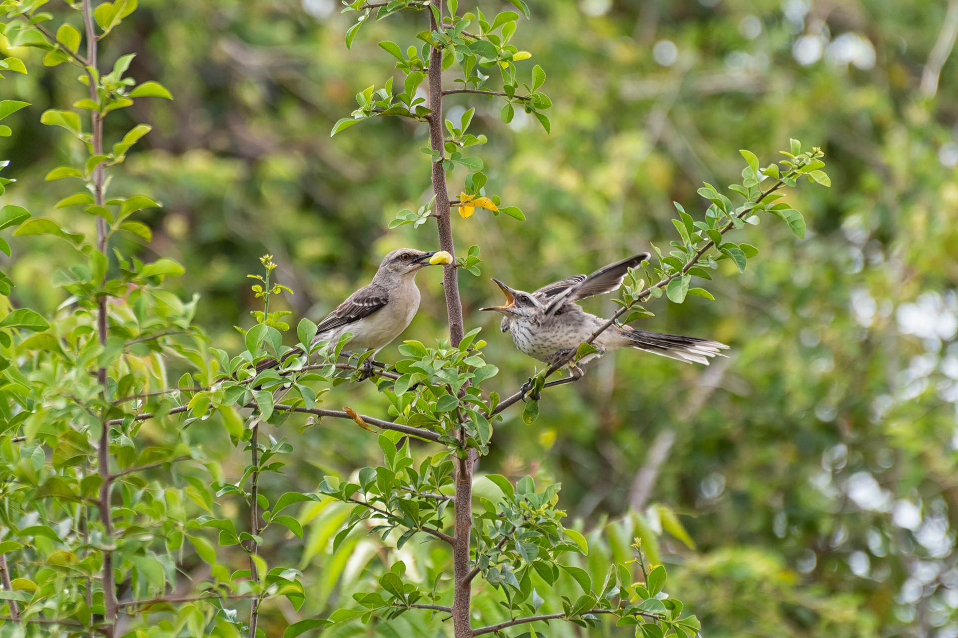 Tropical Mockingbird