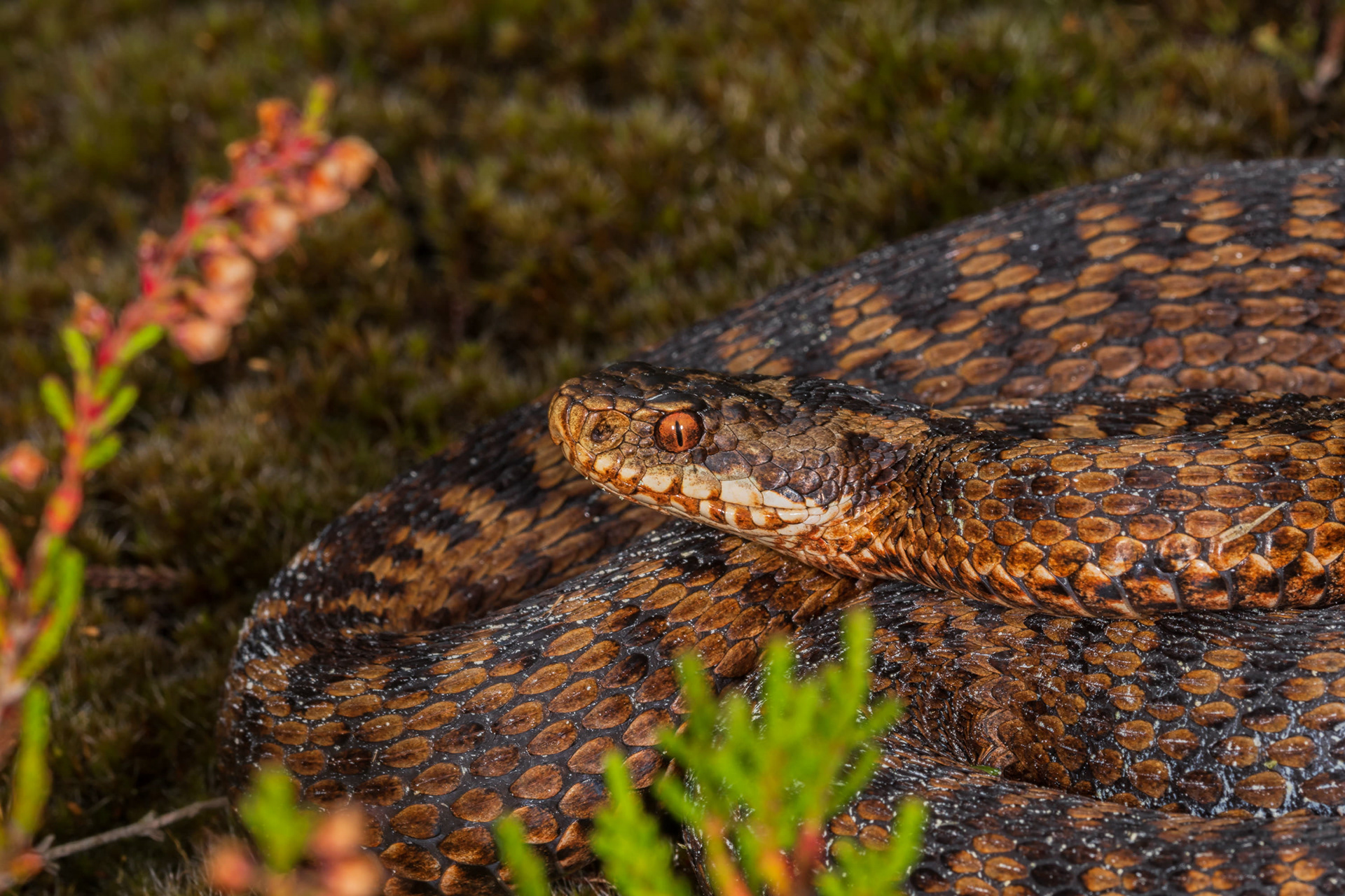 Adult femalte viper
