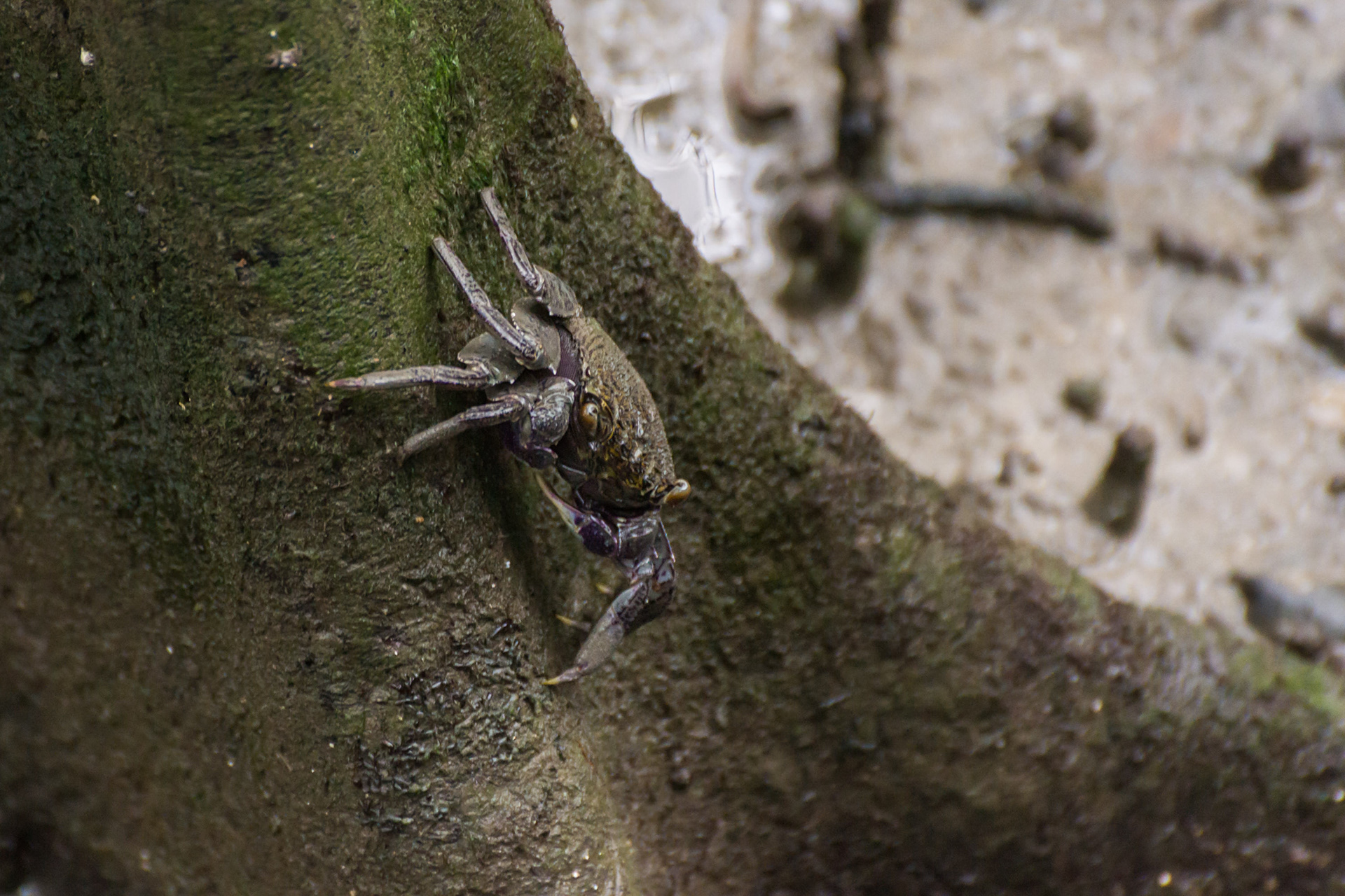 A tree-climbing crab