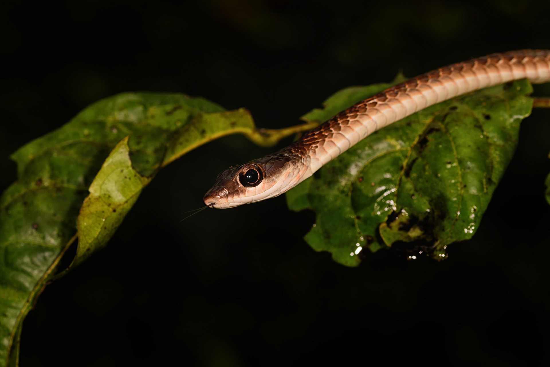 Large Eyed Bronzeback