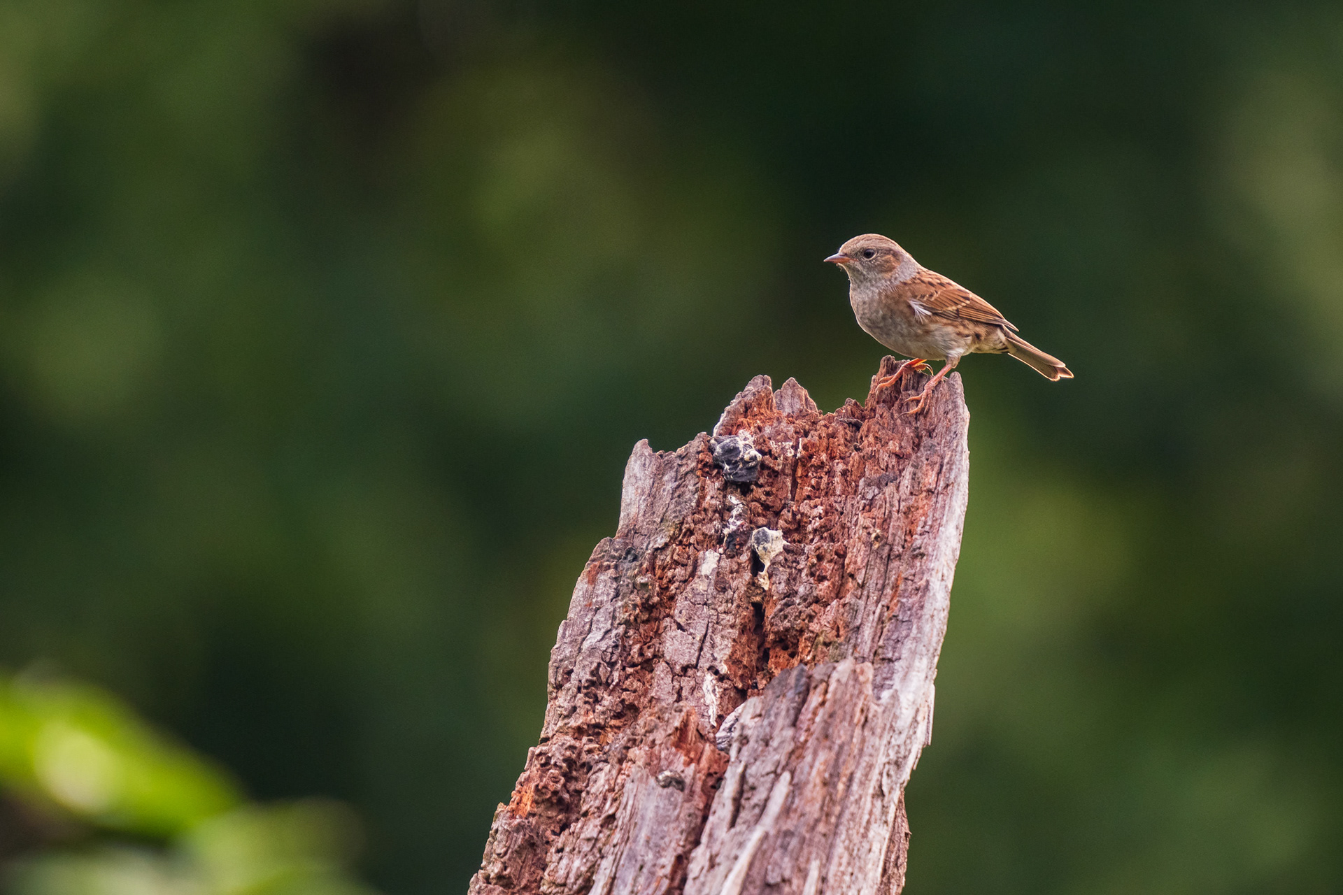 Dunnock