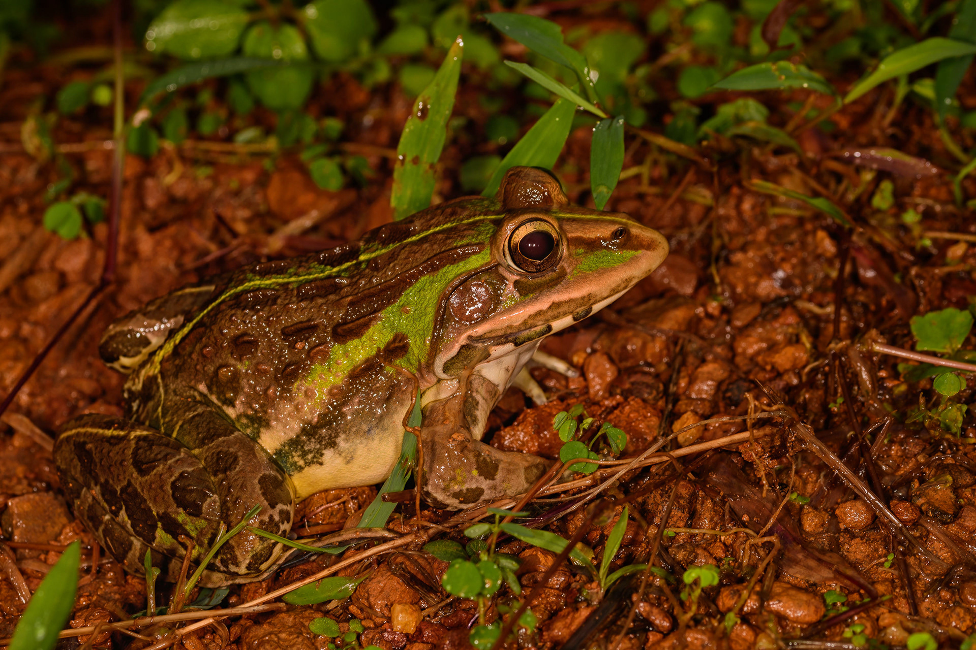 Bull Frog