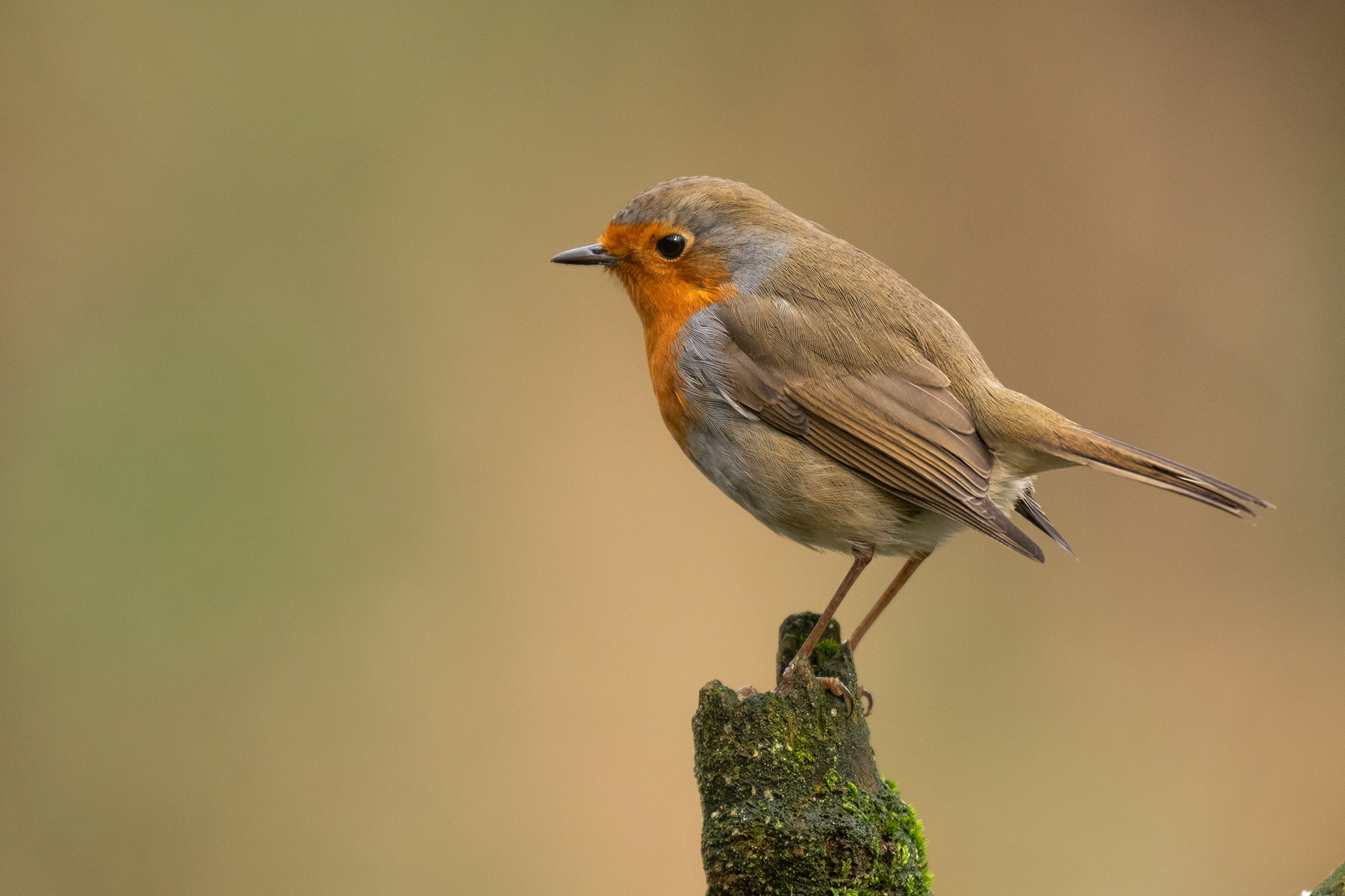 European Robin