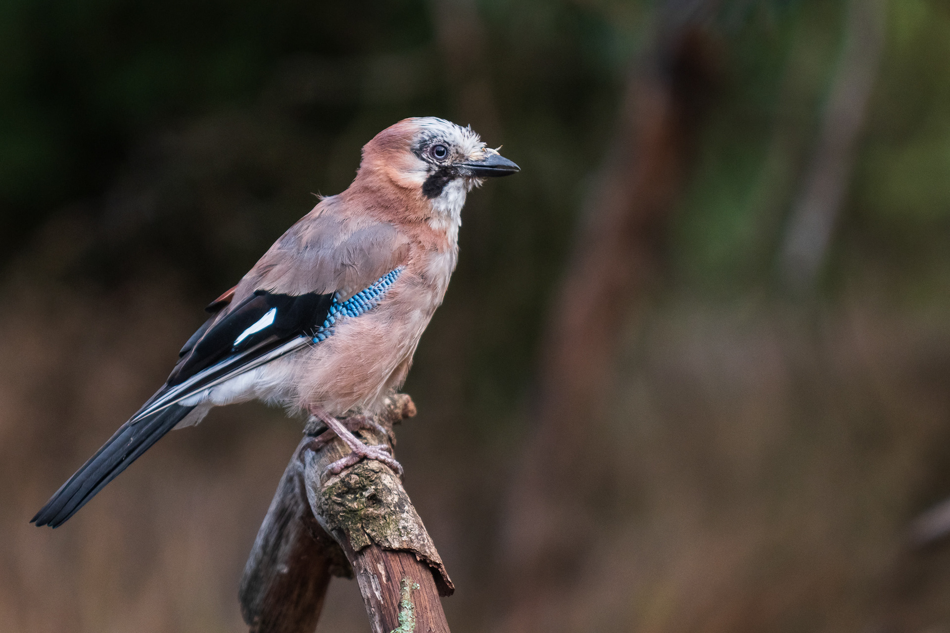 Eurasian Jay