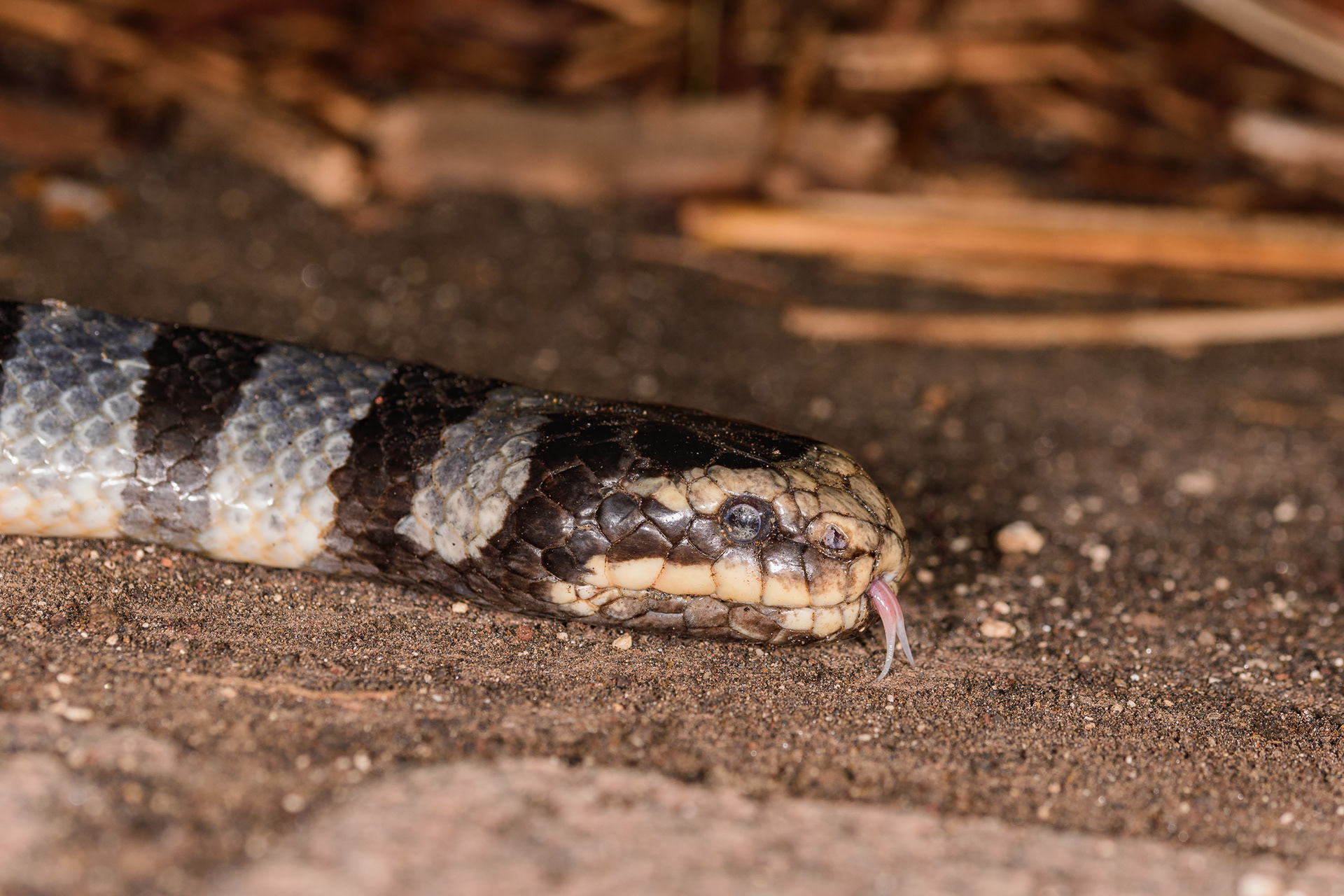 Banded Sea Krait