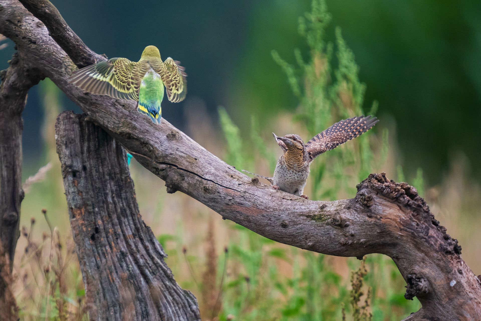 Eurasian Wryneck getting badgered by an escaped Budgerigar (parakeet)