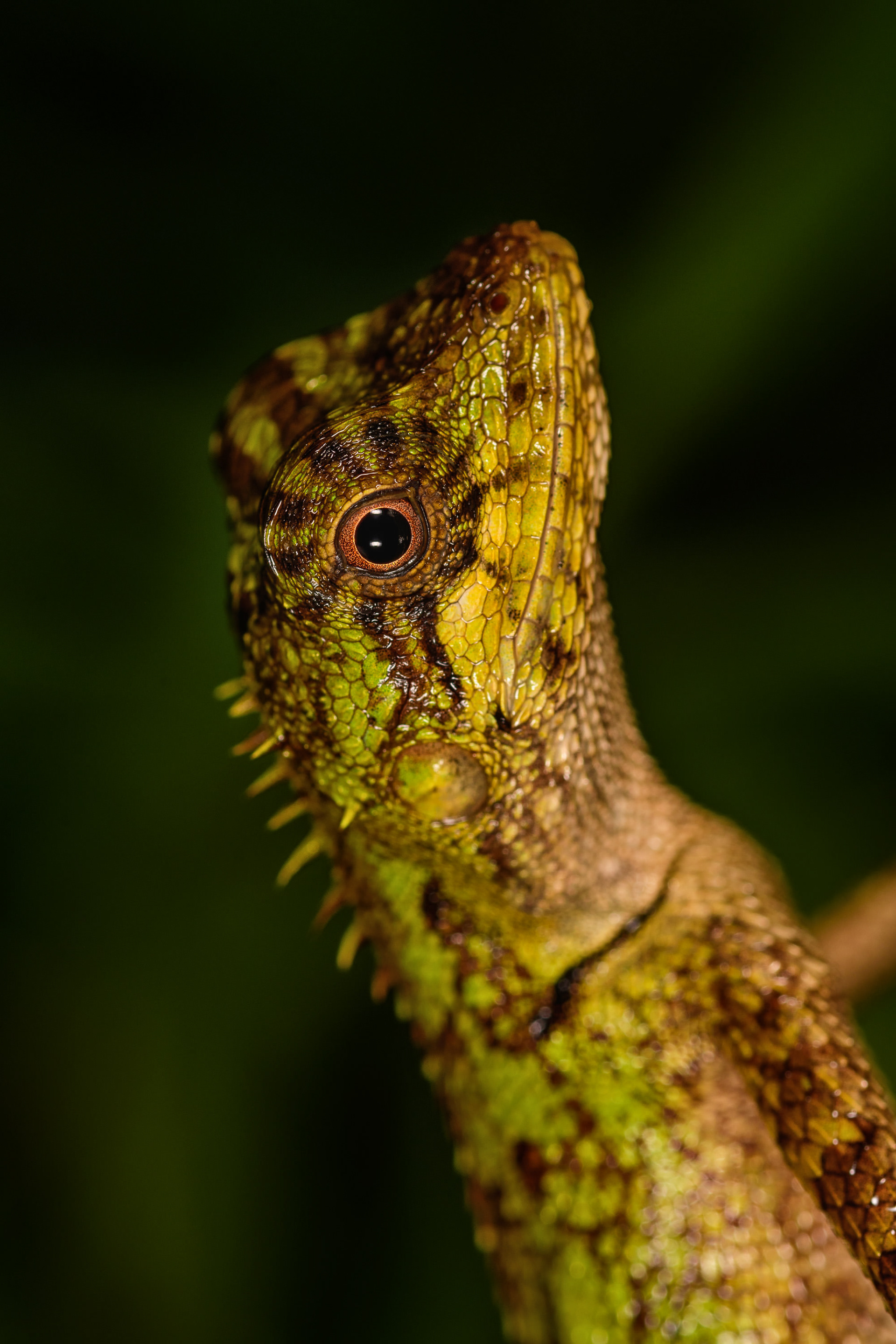 Calotes