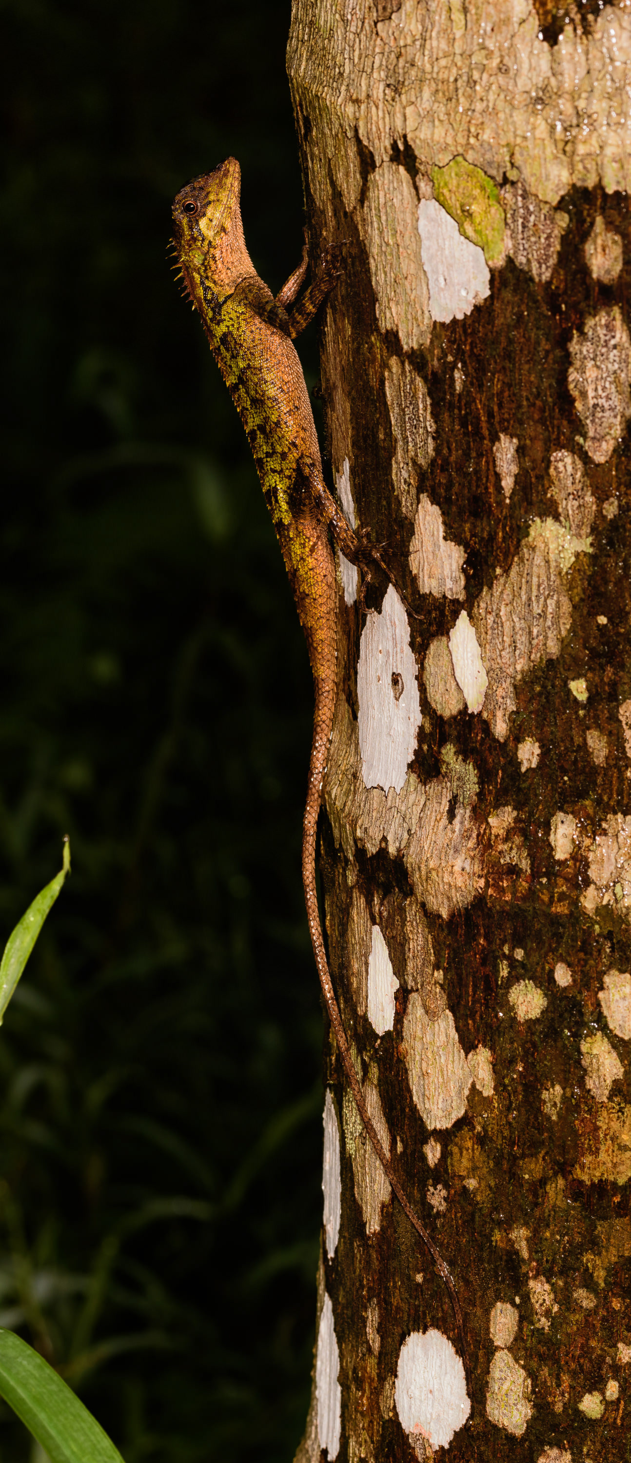 Calotes