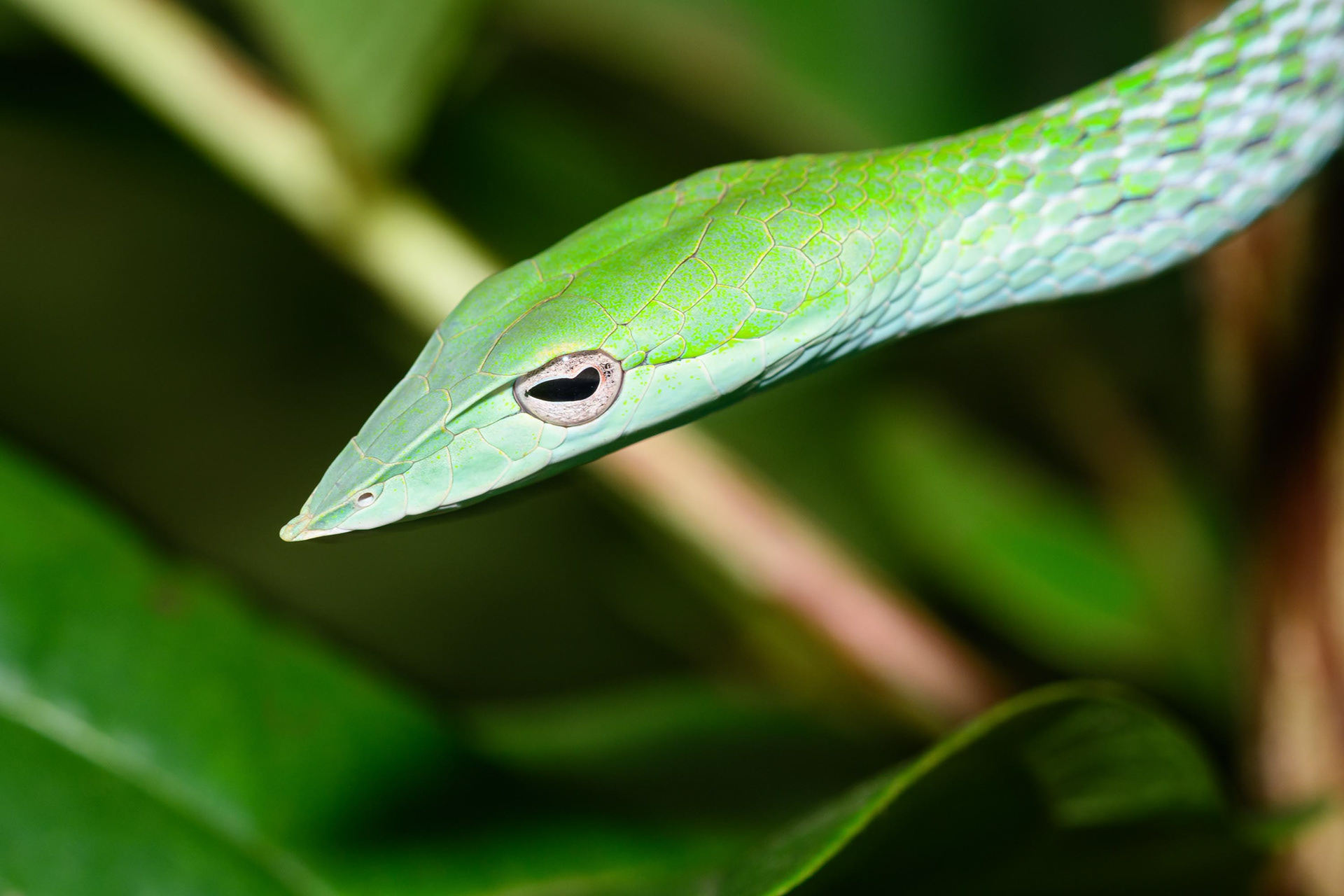 Green Vine Snake
