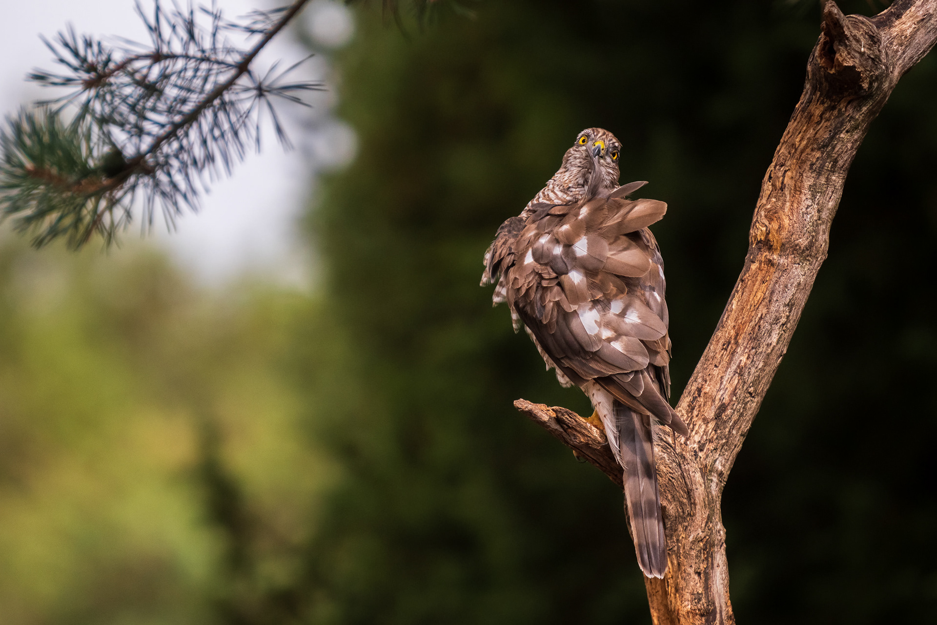 Northern Goshawk
