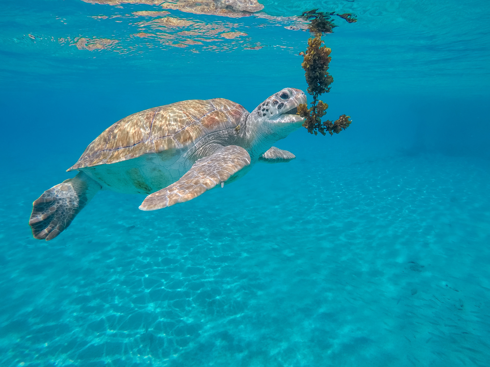 Green Sea Turtle