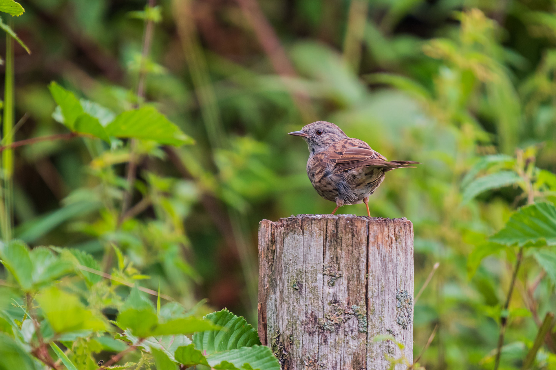 Dunnock