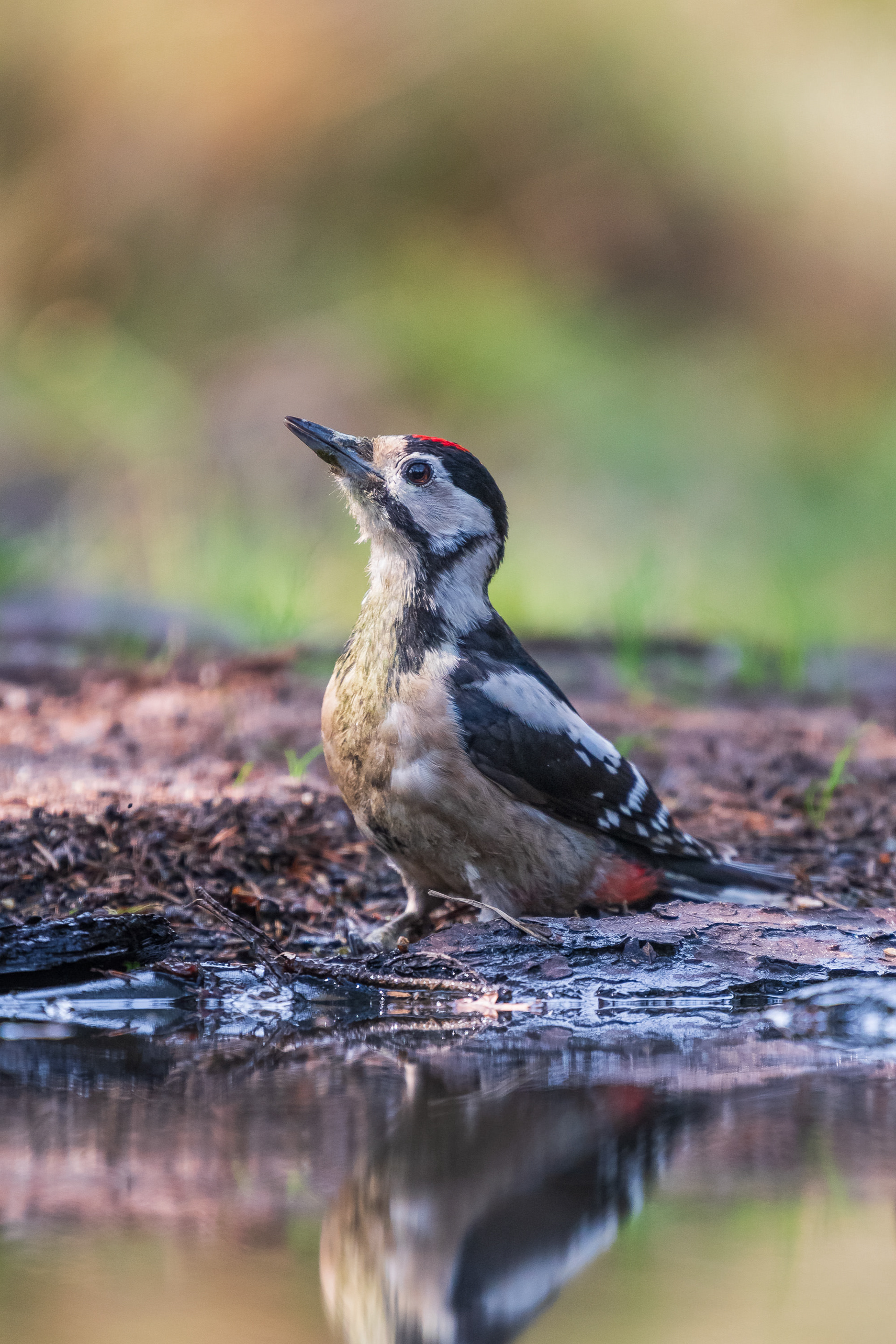 Great-Spotted Woodpecker