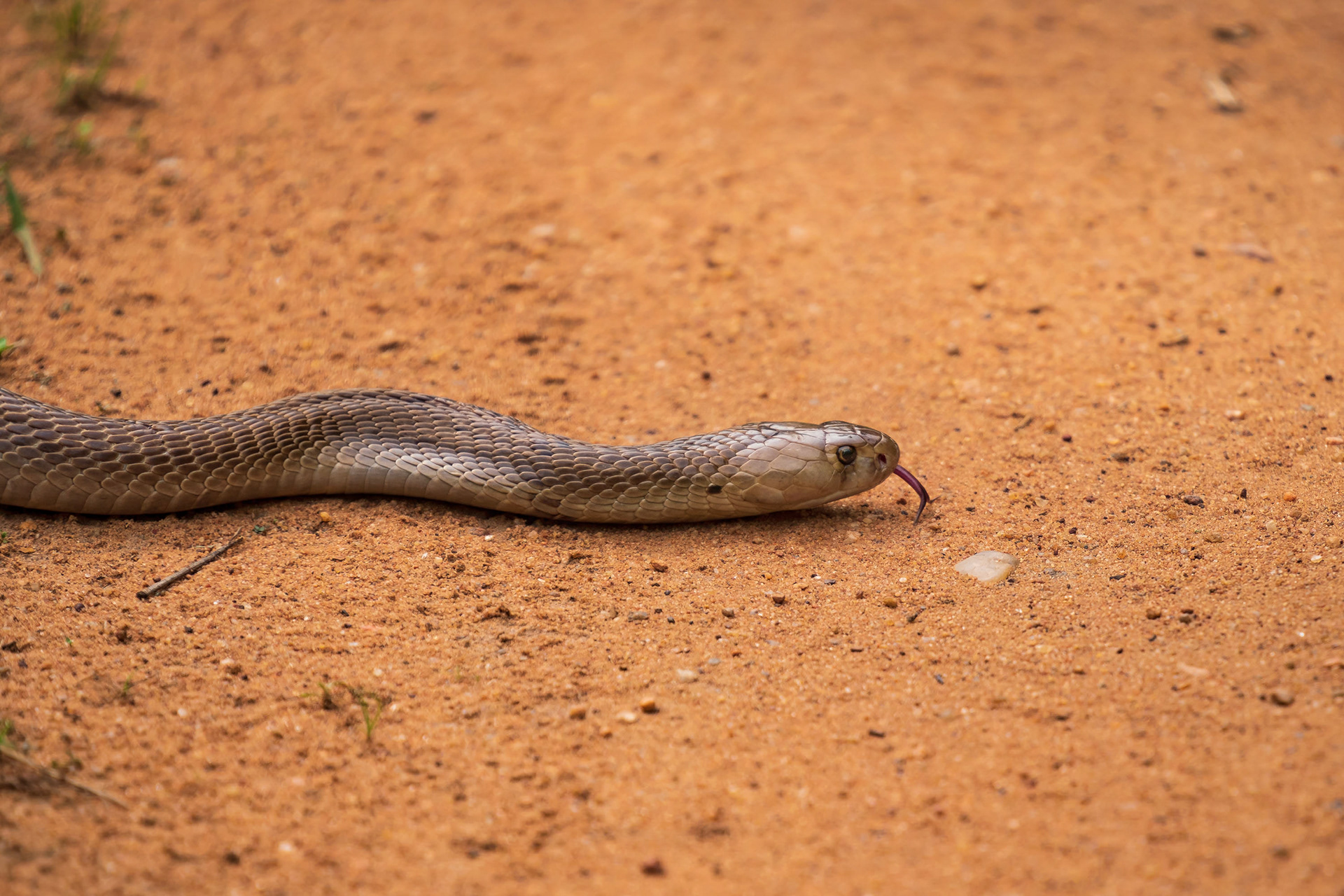 Cobra crossing the road
