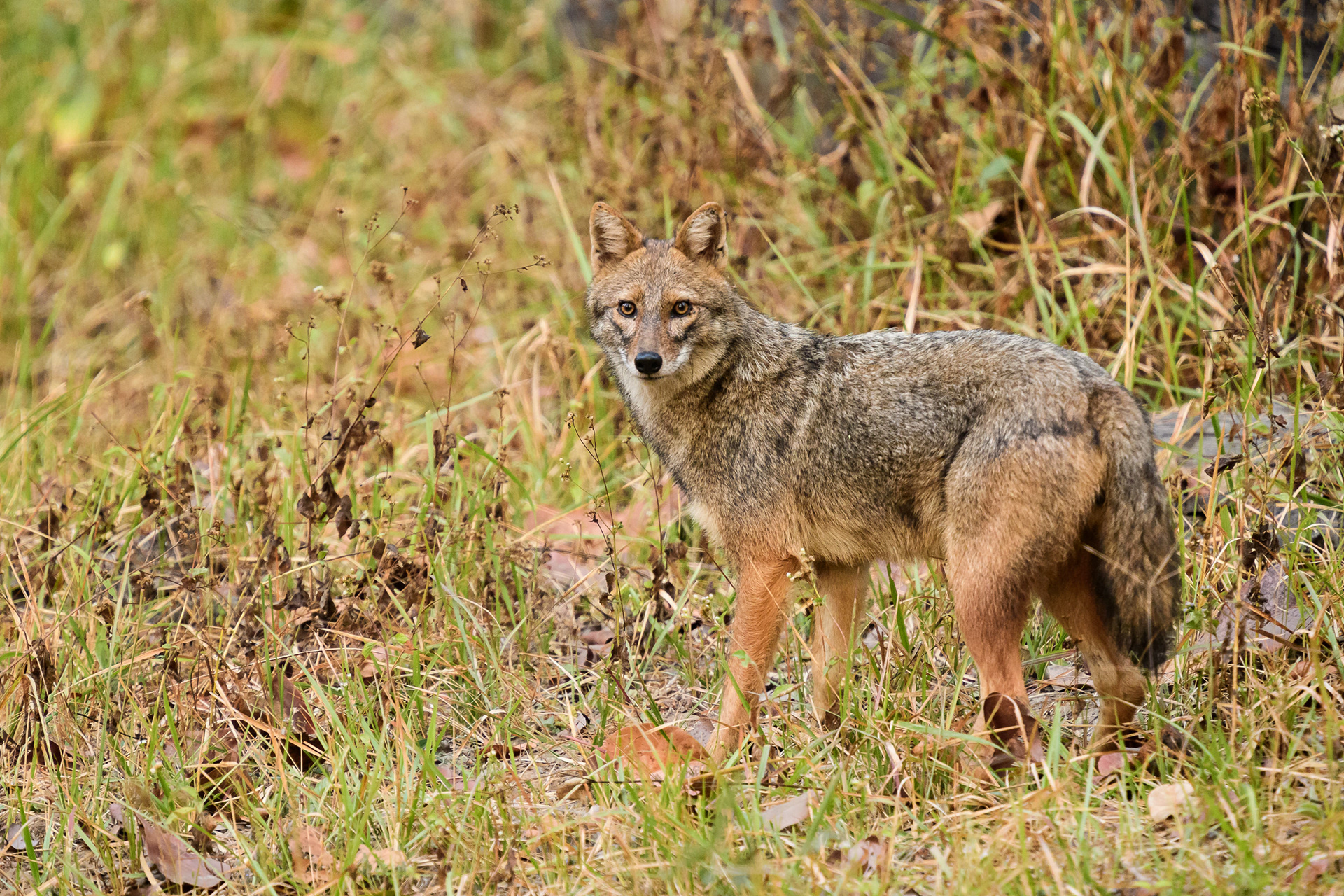 Indian Jackal