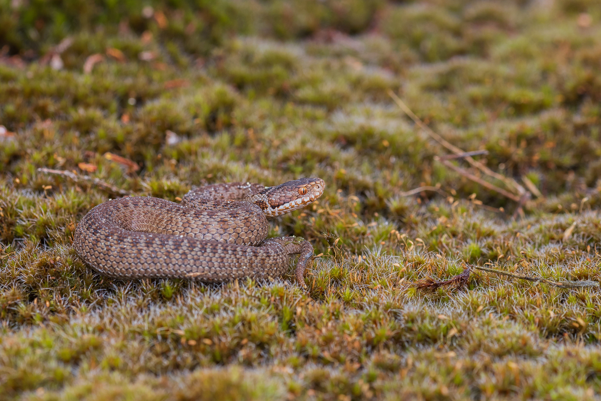 Juvenile viper