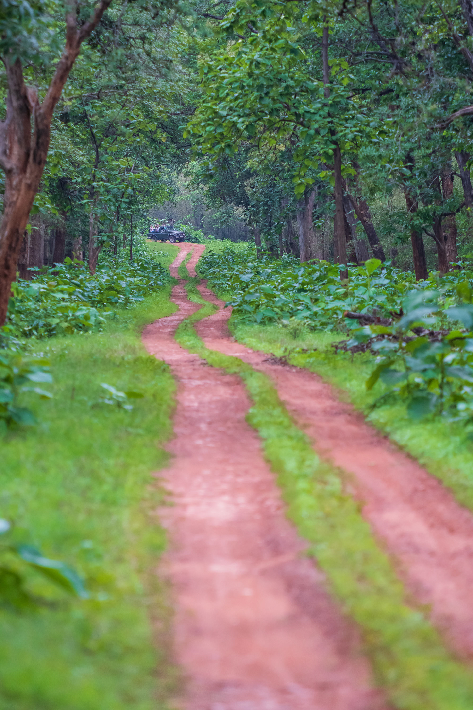 Jungle road