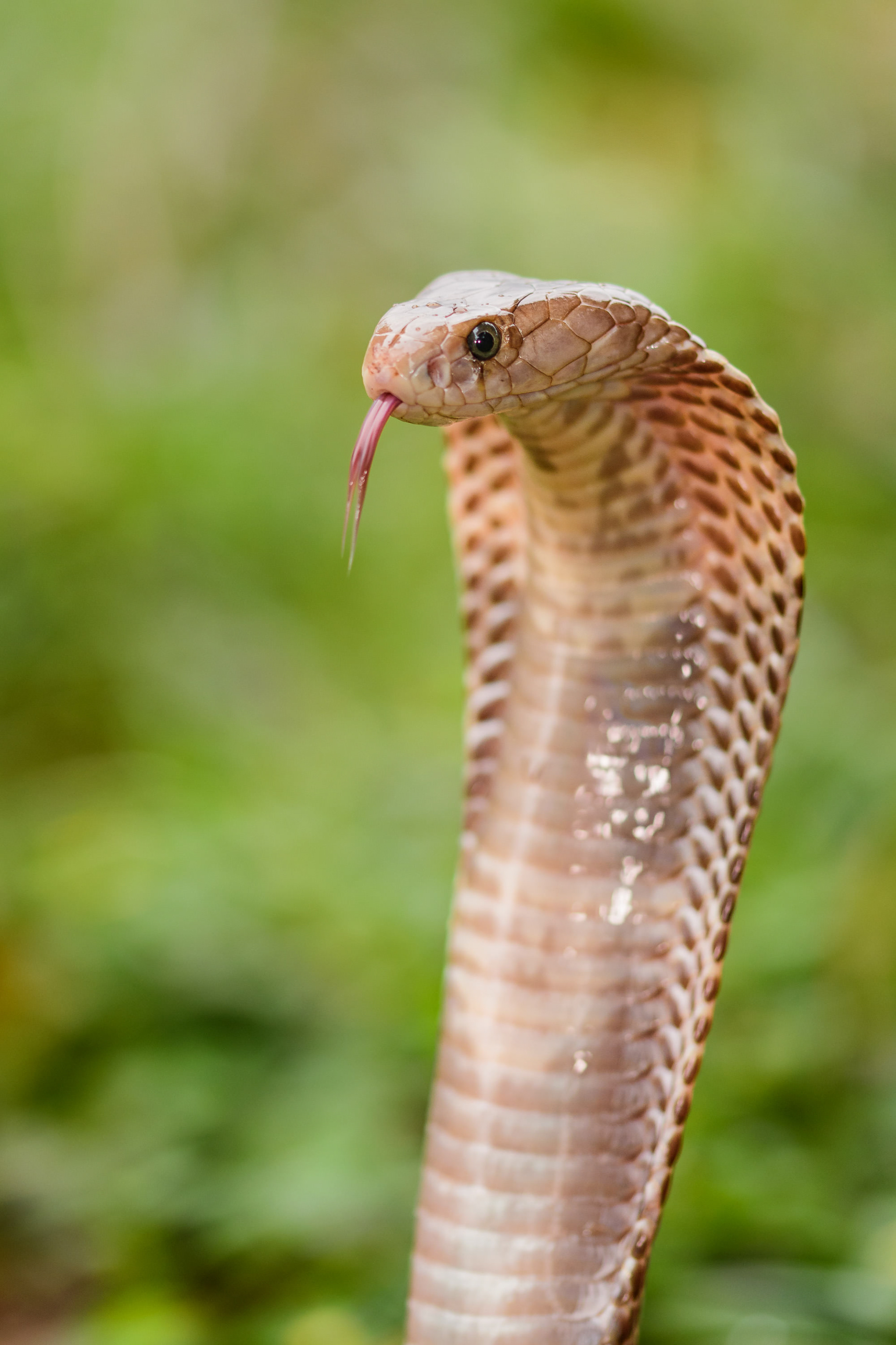 Javan Spitting Cobra