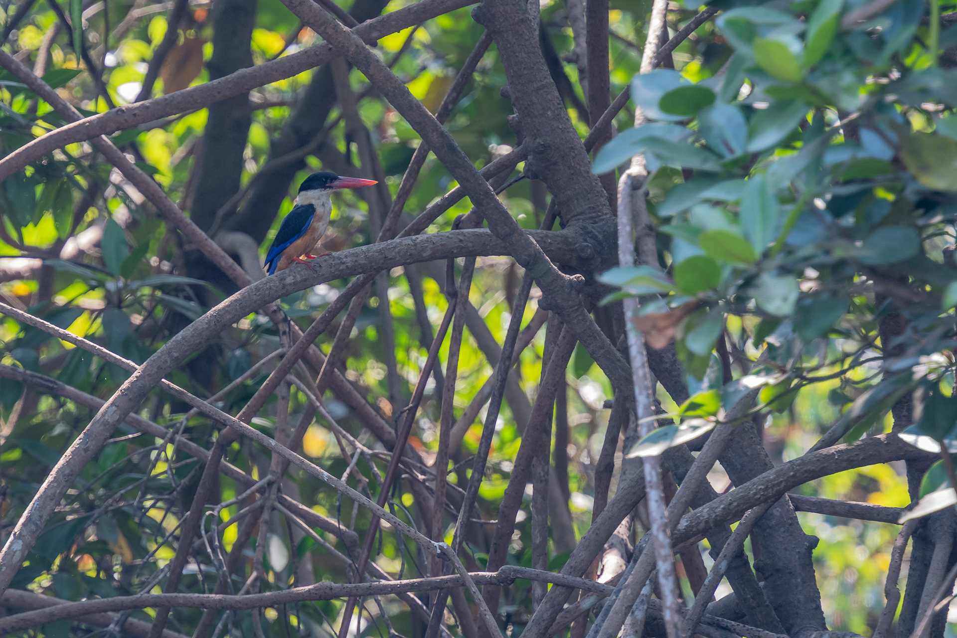 Black-Capped Kingfisher