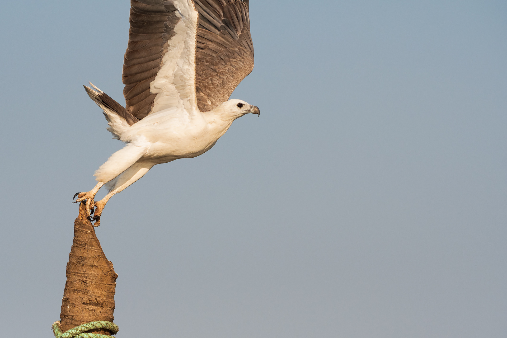 White-Bellied Sea Eagle