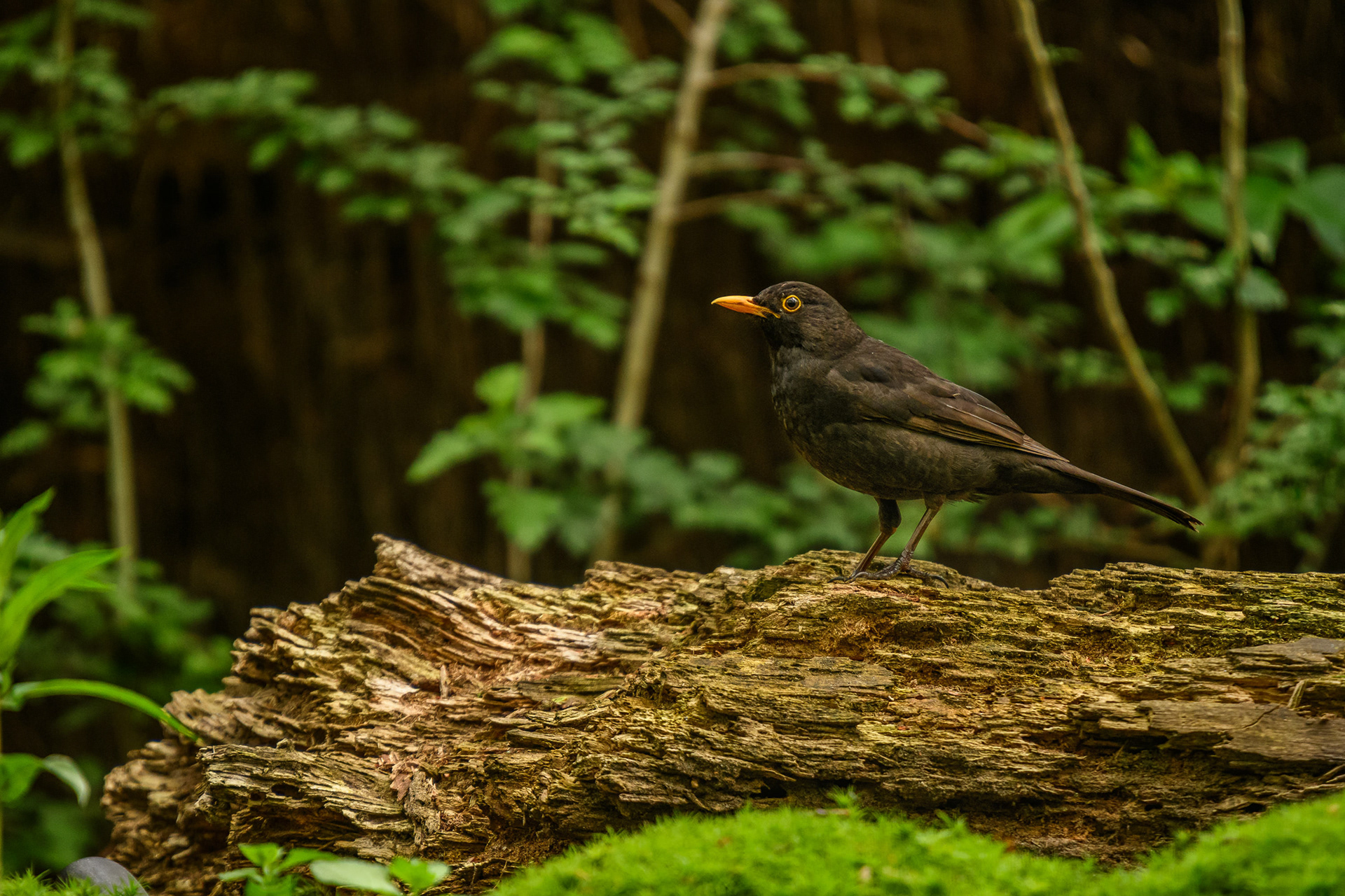 Common Blackbird