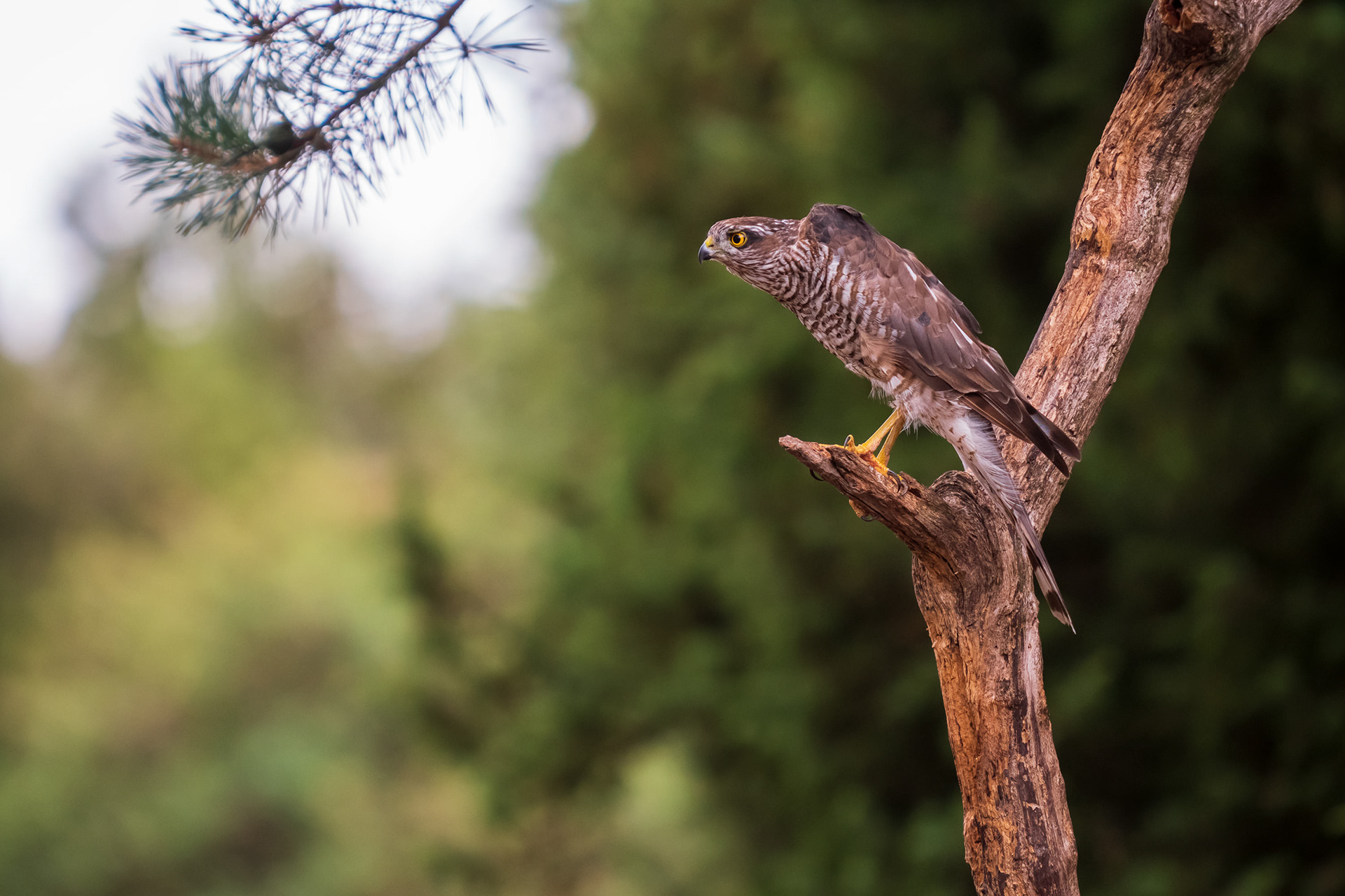 Northern Goshawk