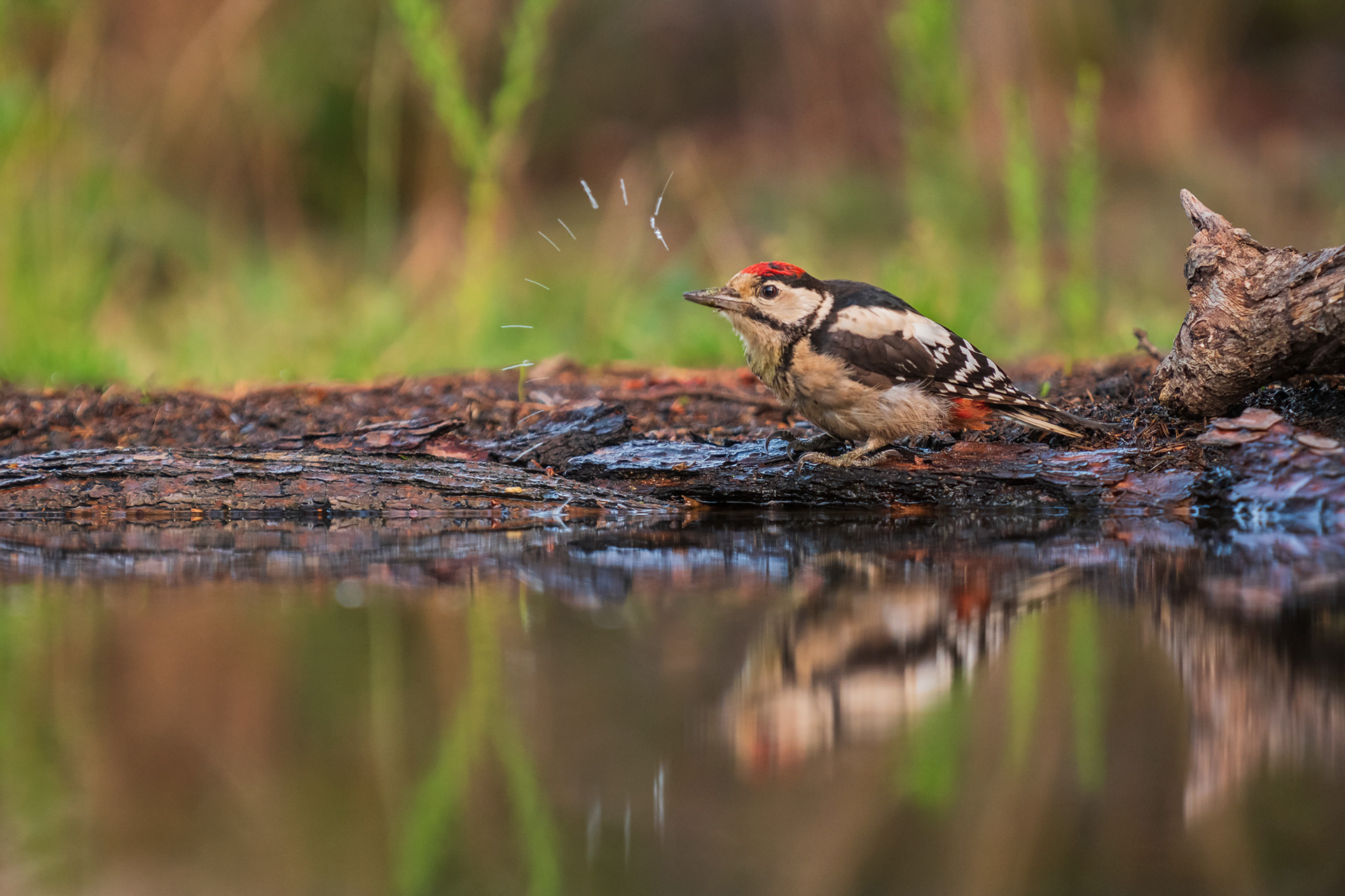 Great-Spotted Woodpecker
