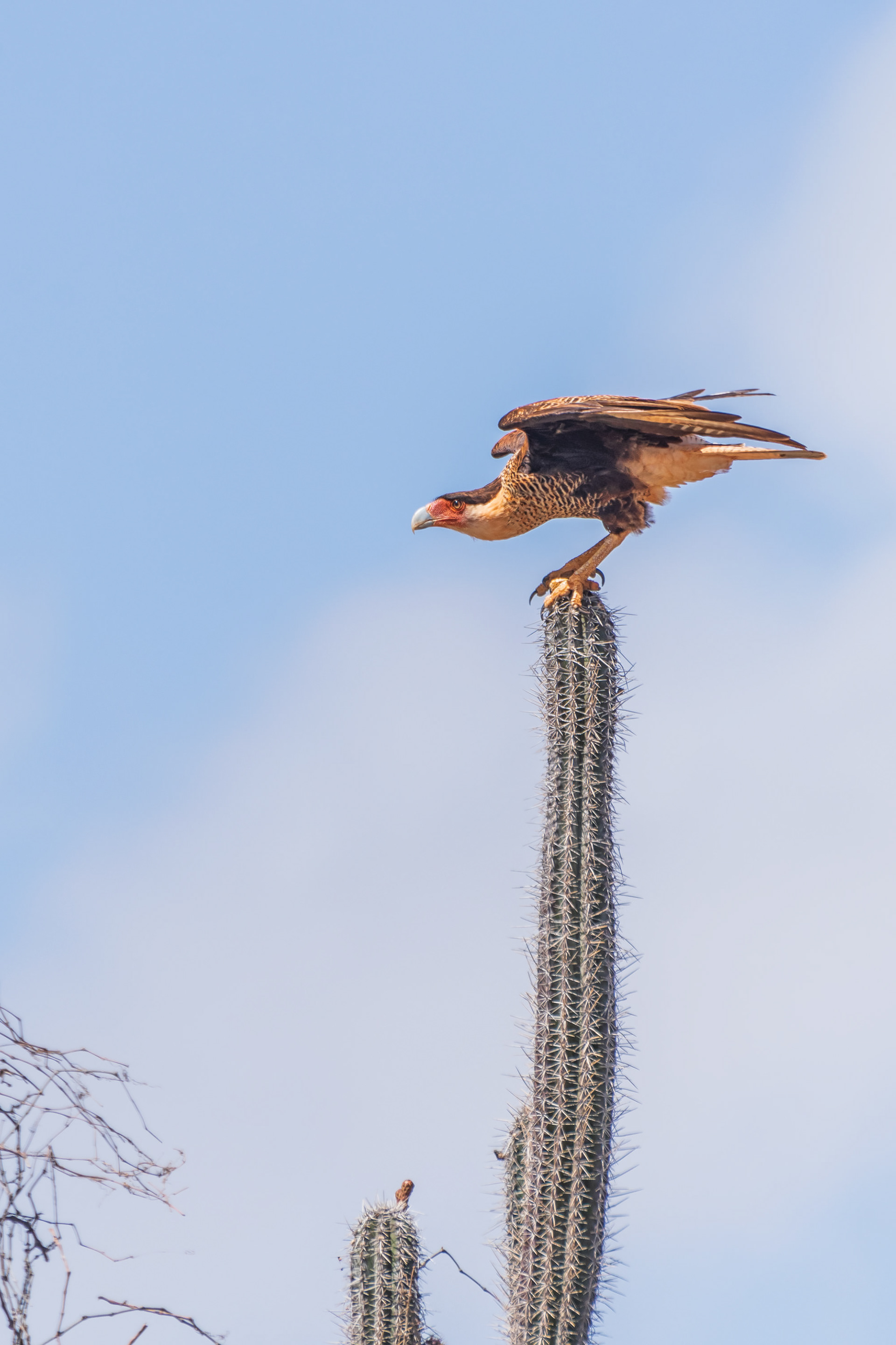Northern Crested Caracara