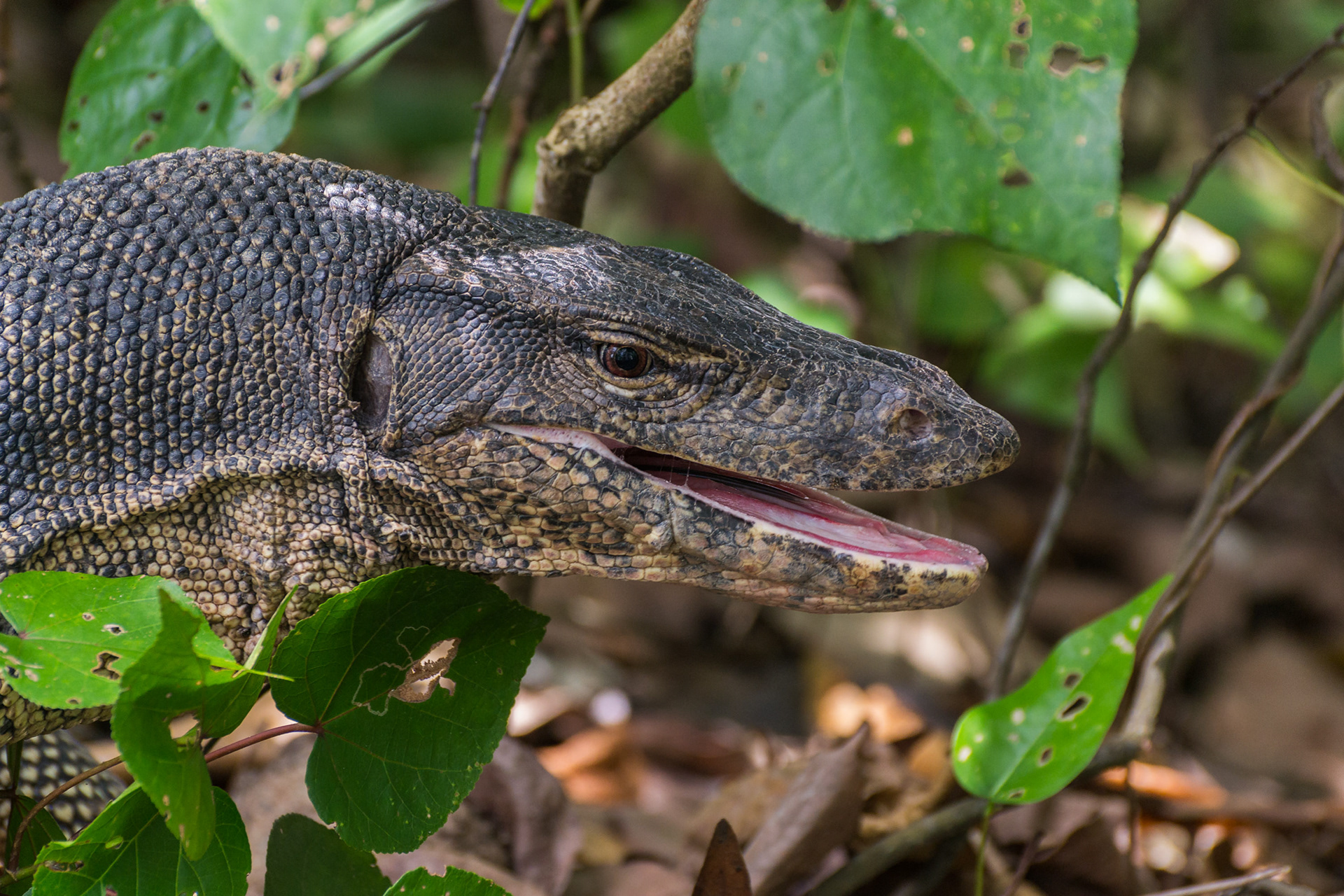 Water Monitor Lizard